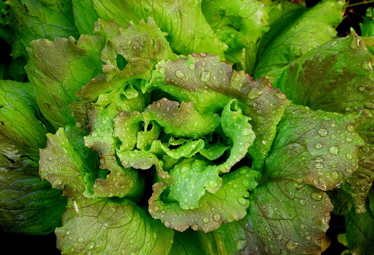 Lettuce