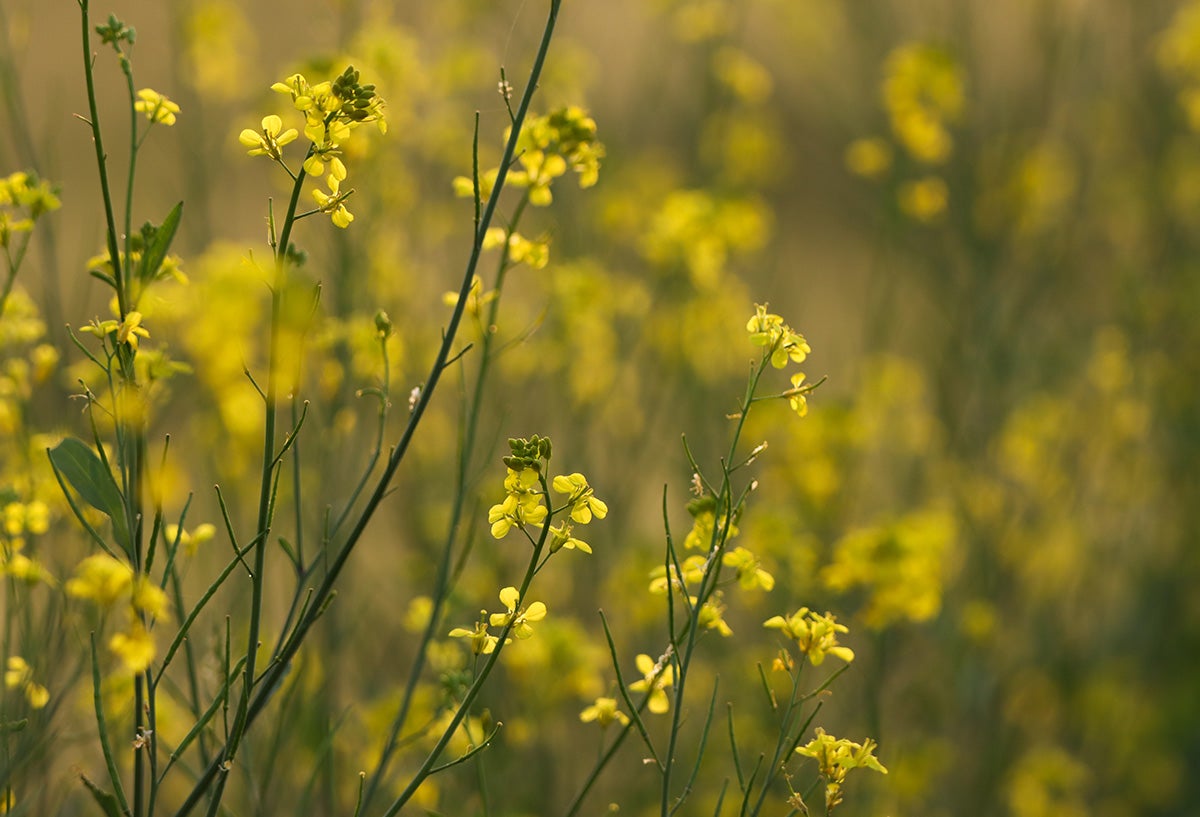 Brassica