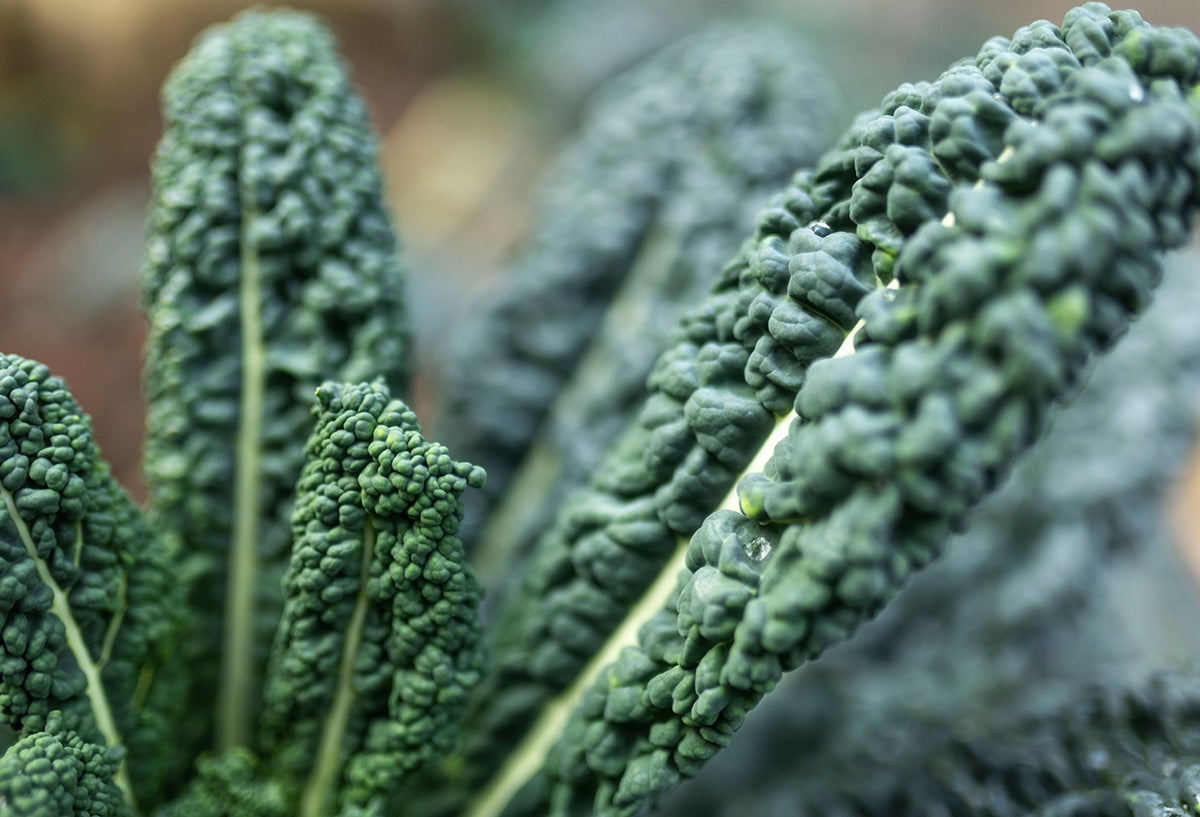 Kale