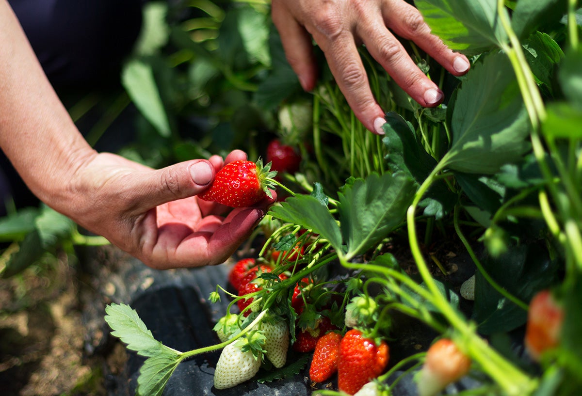 Strawberries