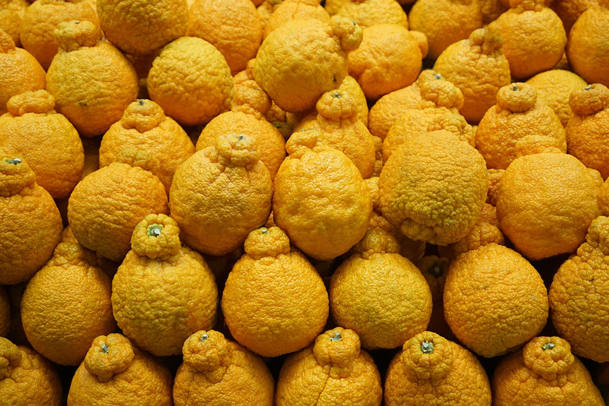 Sumo citrus