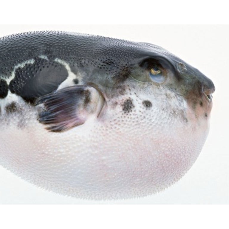 Fugu
