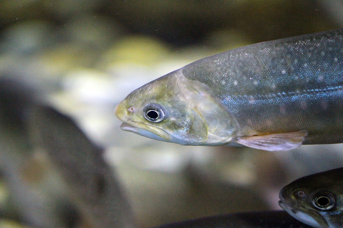 Arctic char