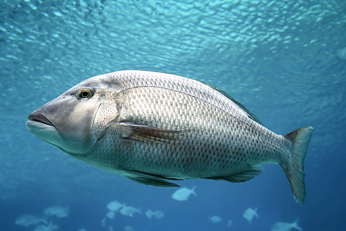 Barramundi