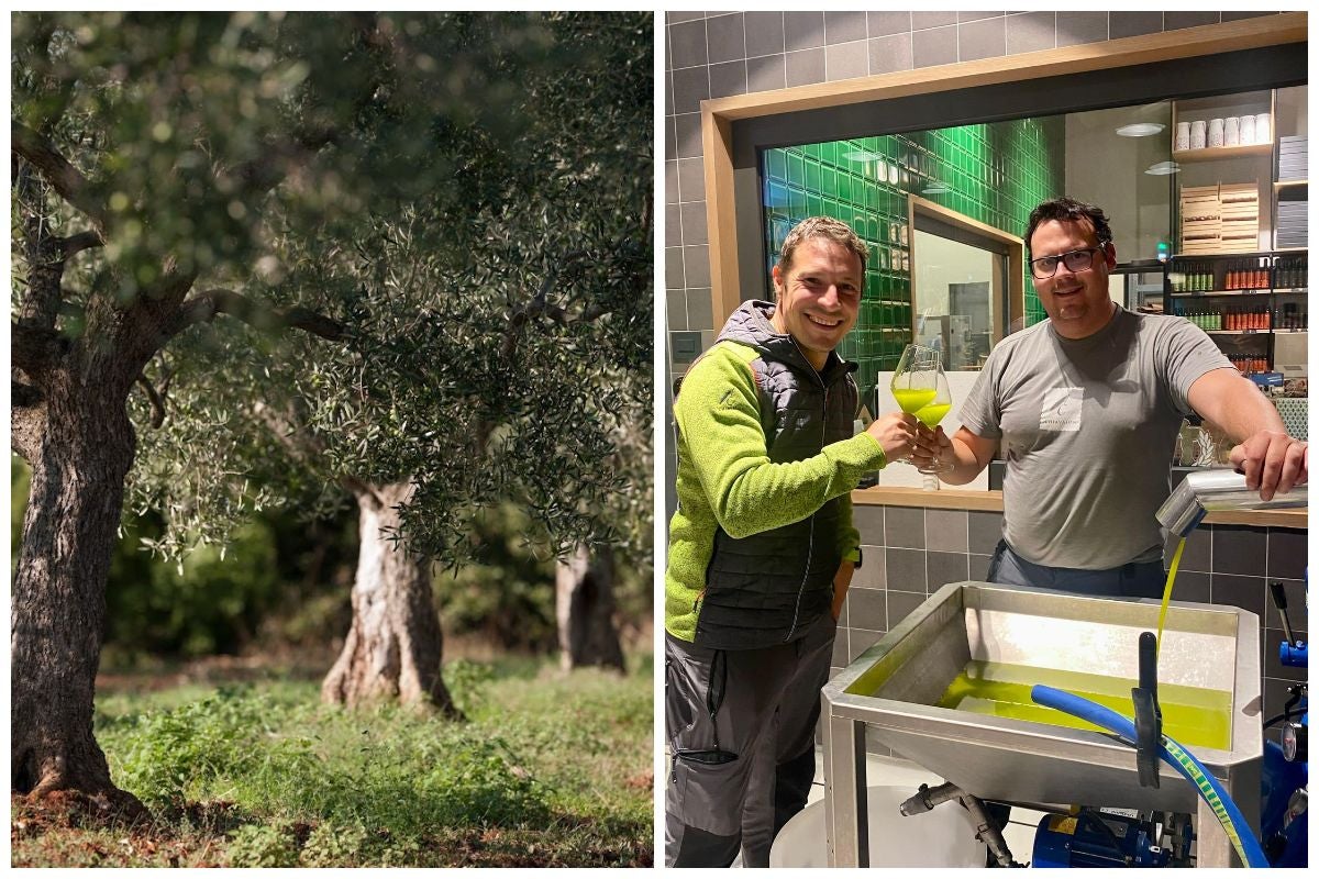 an olive grove and two olive oil prodcers in a mill