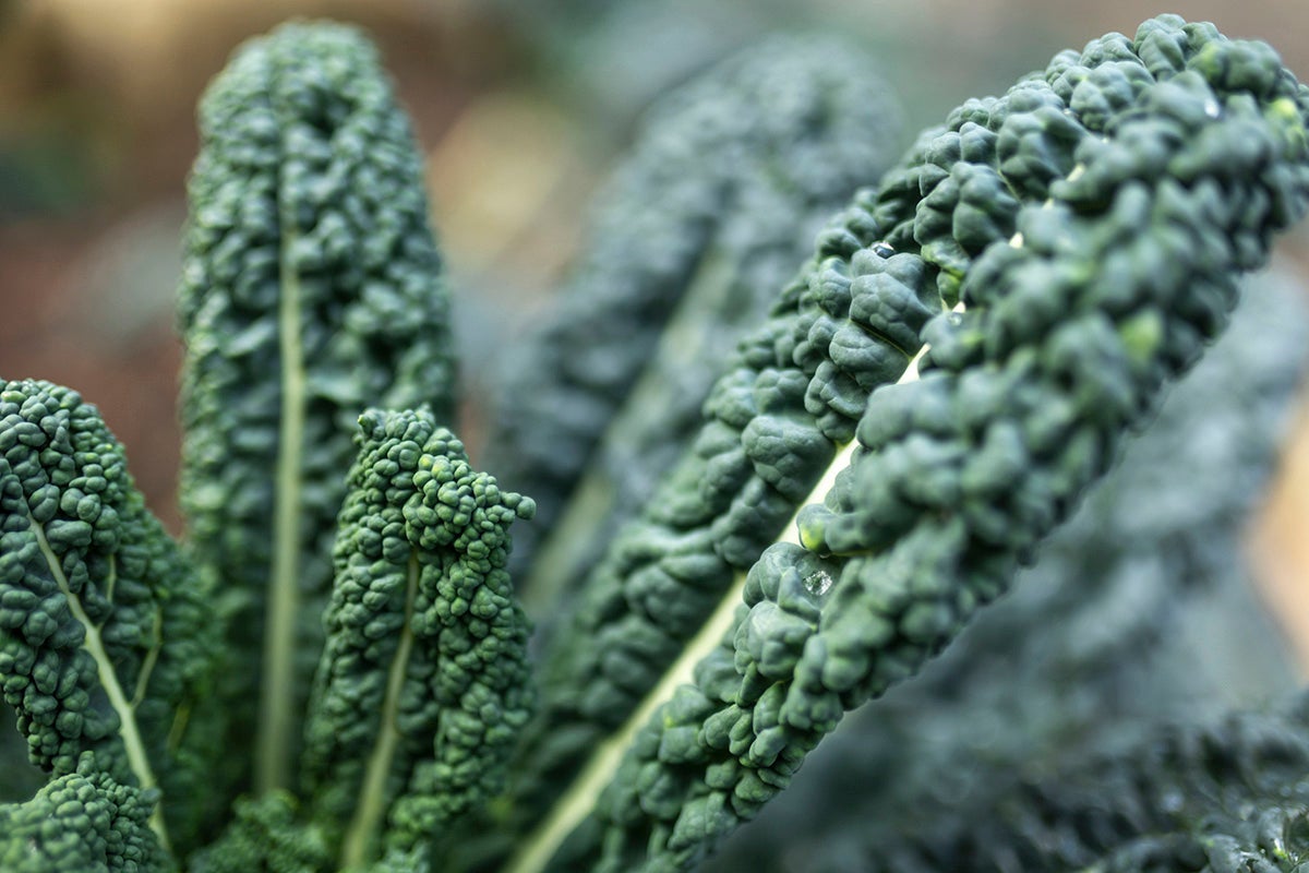 Kale leaves.