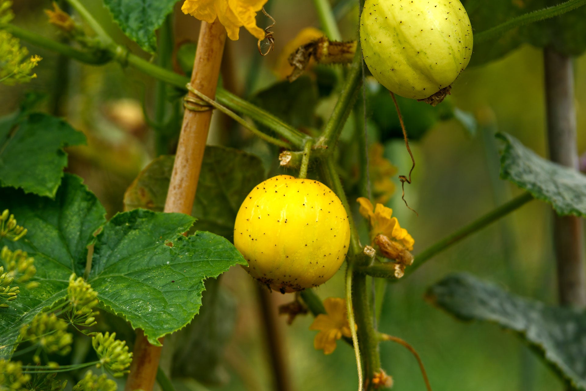 lemon cucumbers growing on the plant