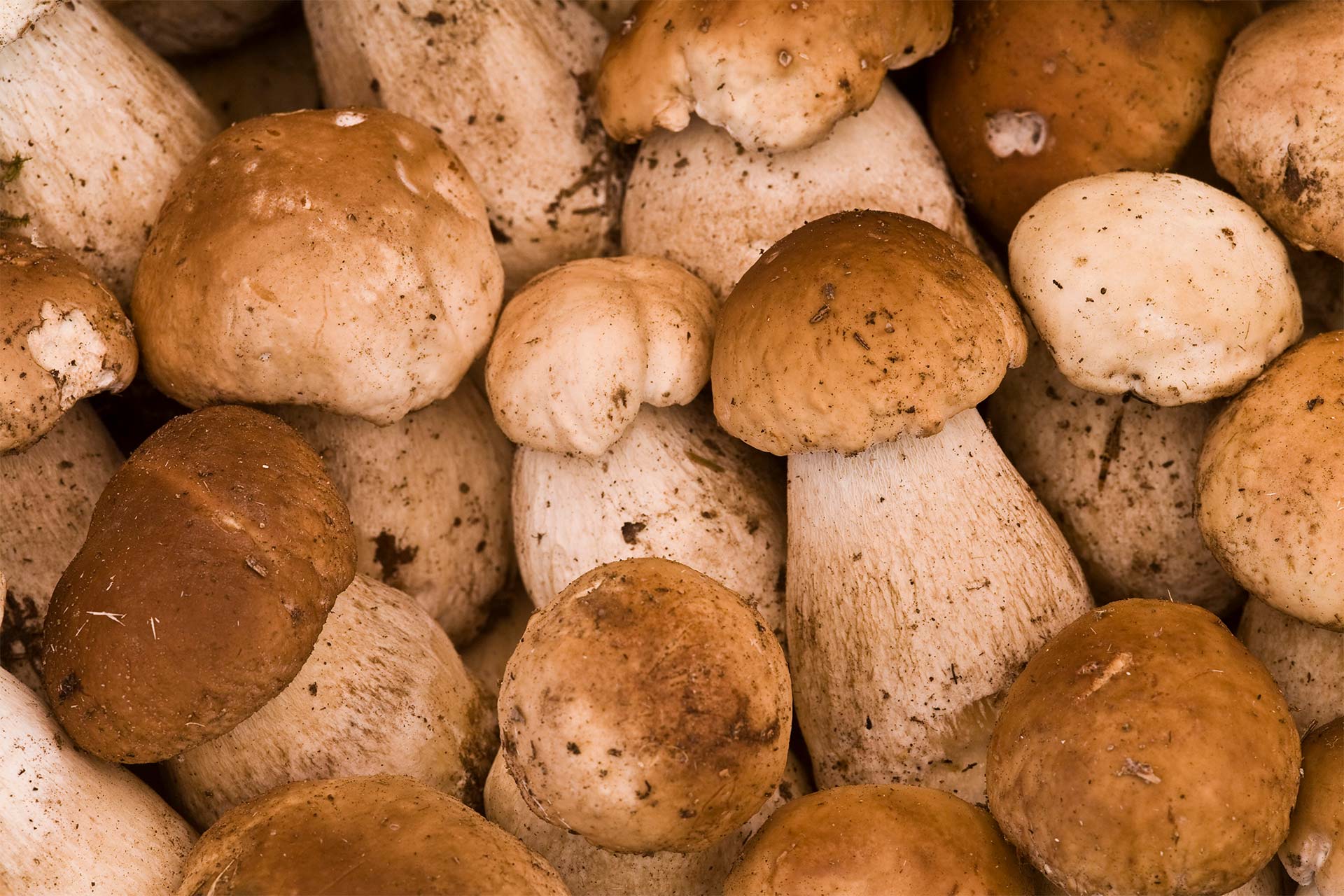 Porcini mushrooms