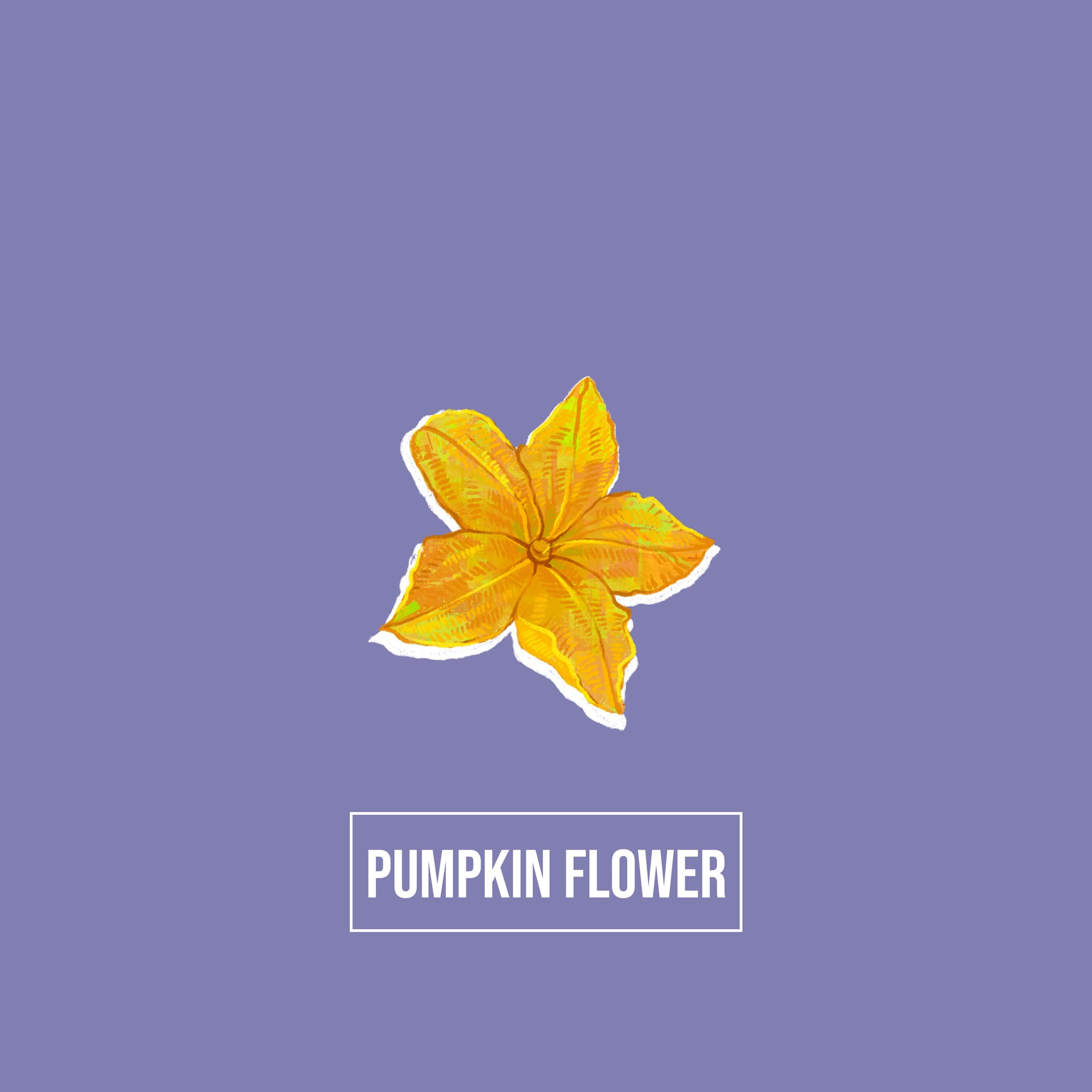 Indian biodiversity - pumpkin flower - Akash Muralidharan