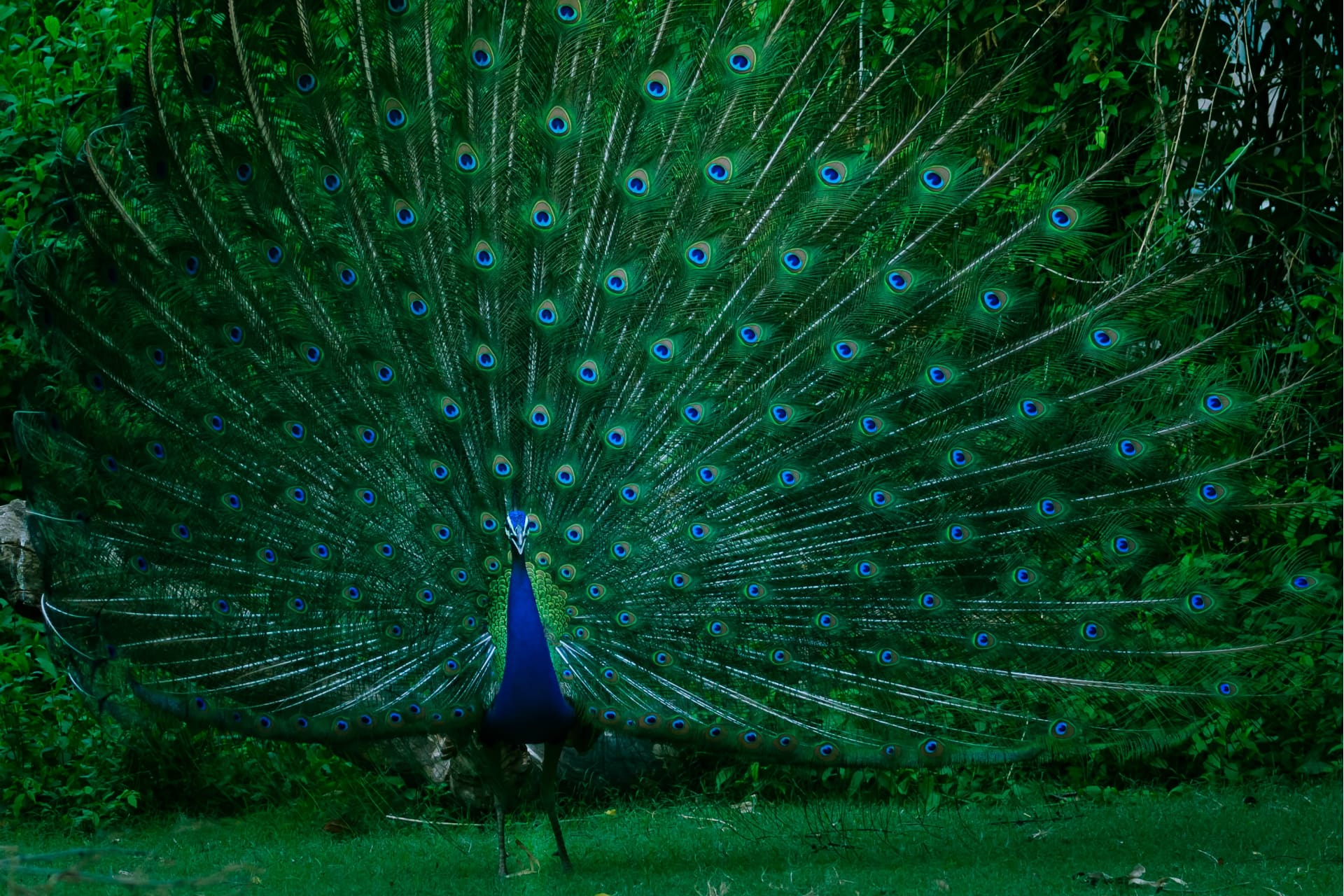 mince pieacock