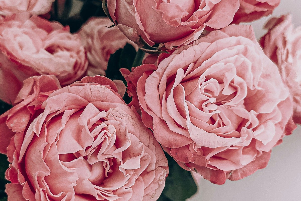 Roses.