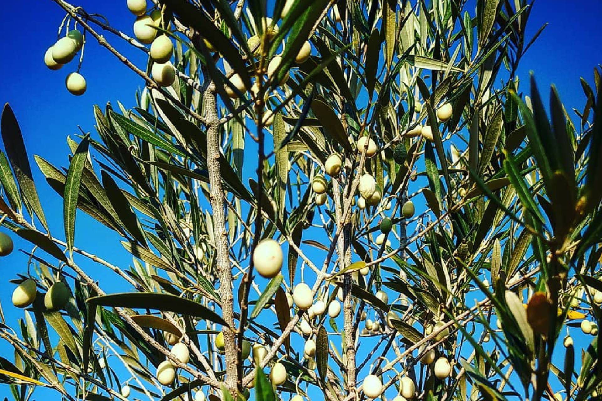 White Olive Tree