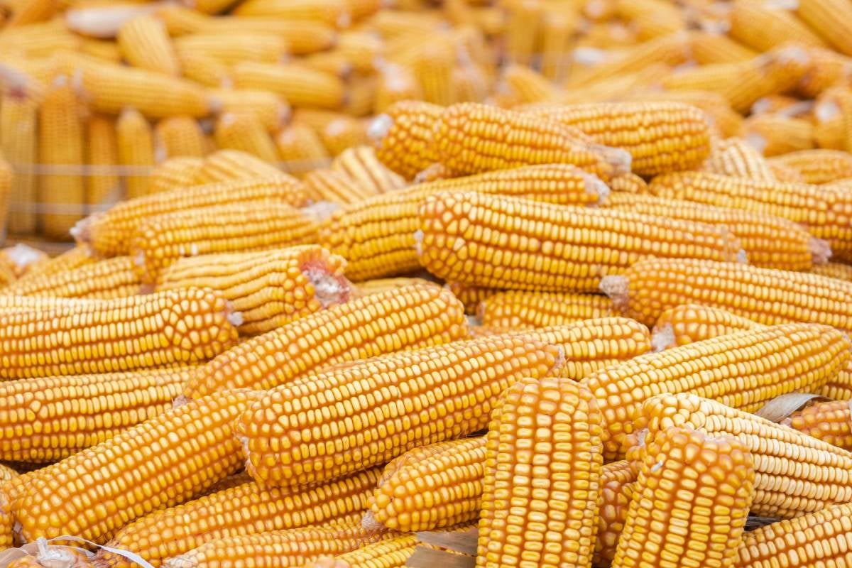 Market stall full of Yellow corn after harvesting