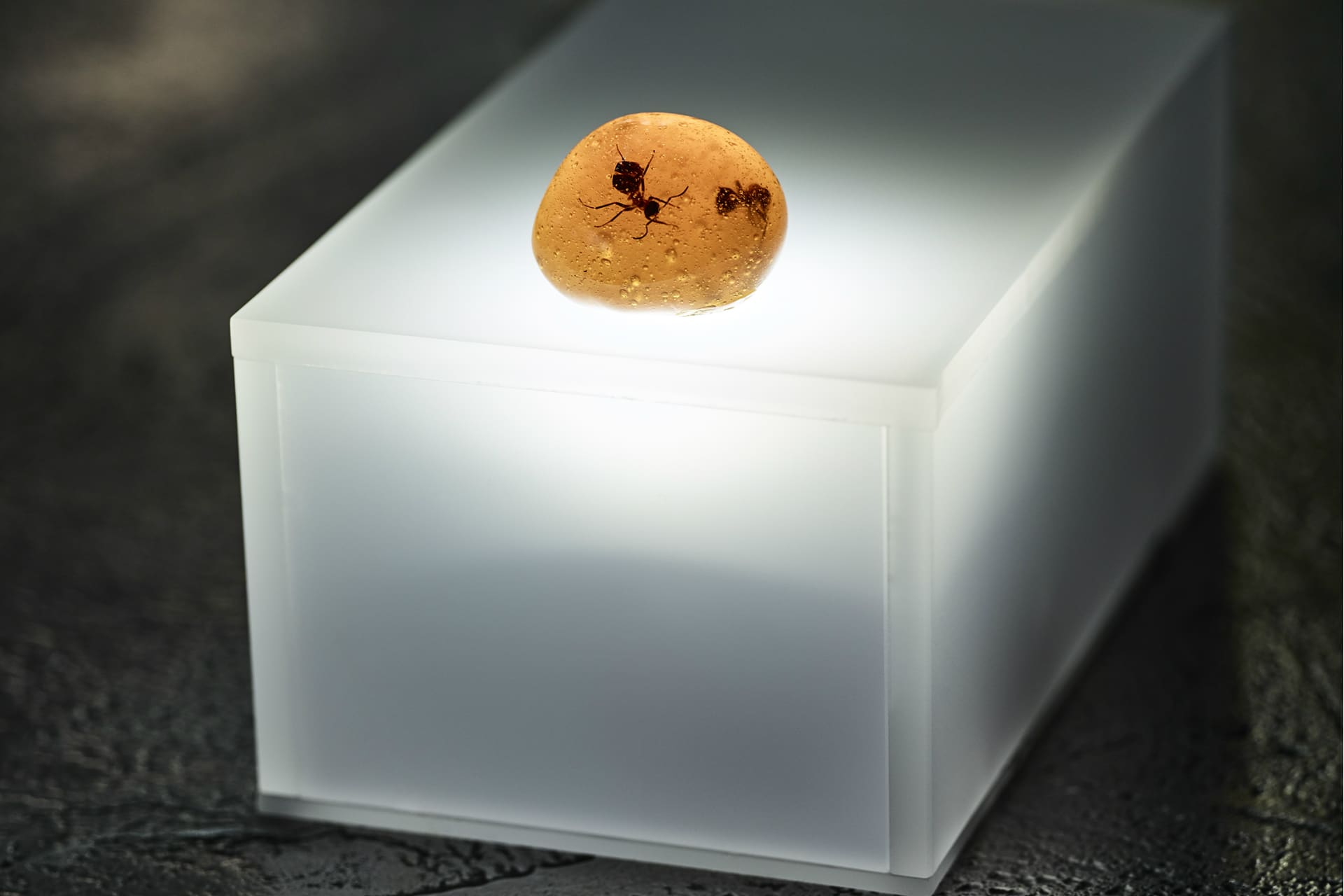 Amber photo by Soren Gammelmark