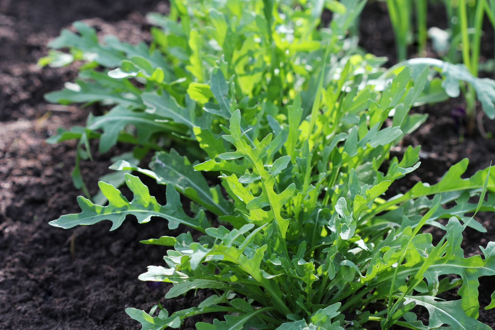 arugula-salad-what-is