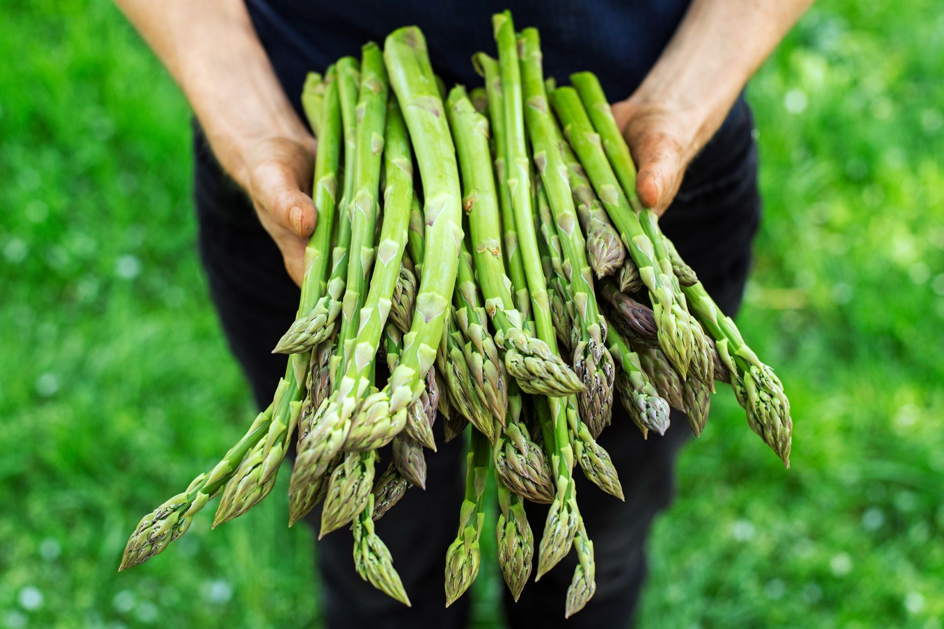 asparagus-varieties-apollo-asparagus