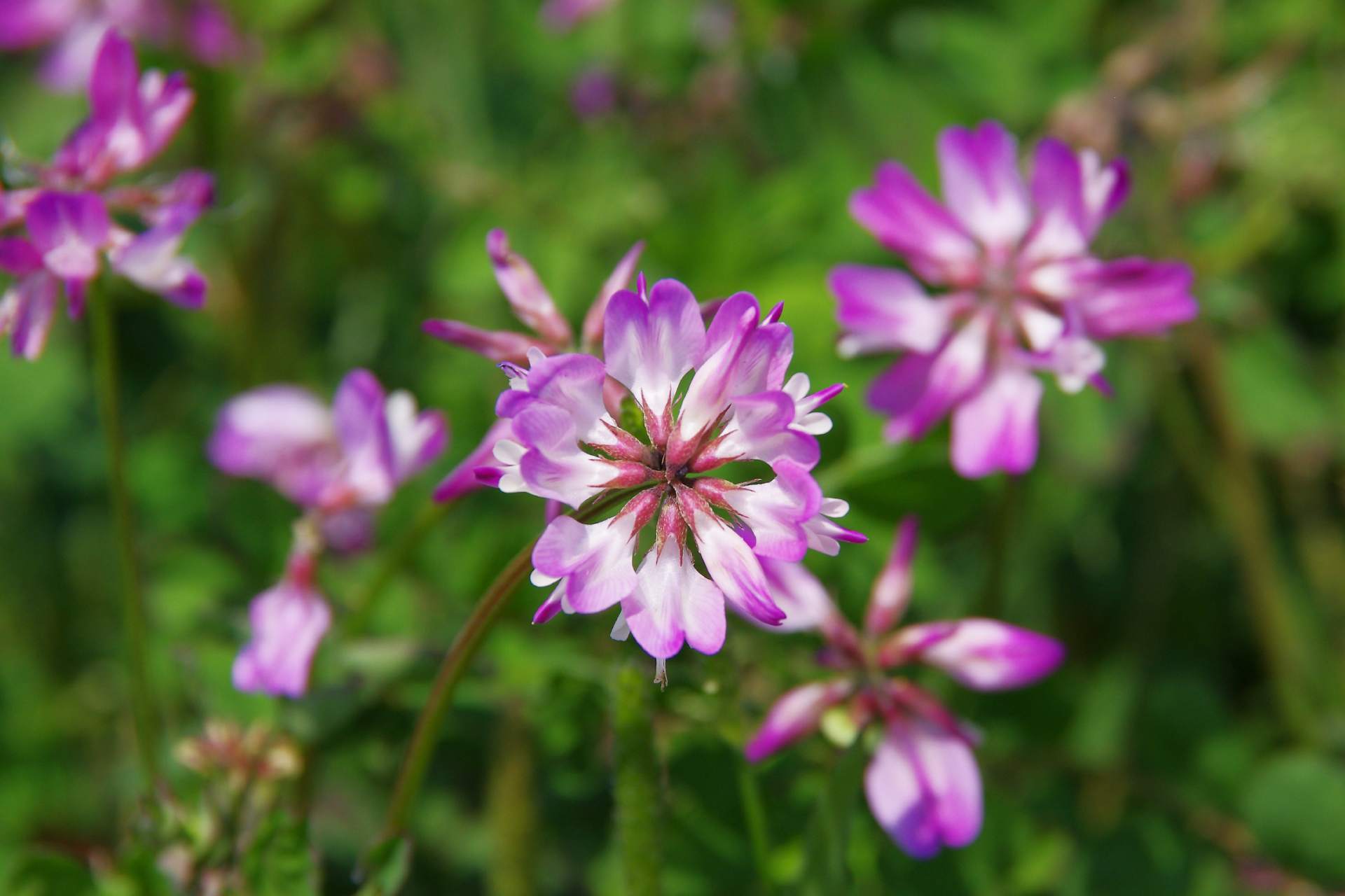 astragalus flower ©iStock