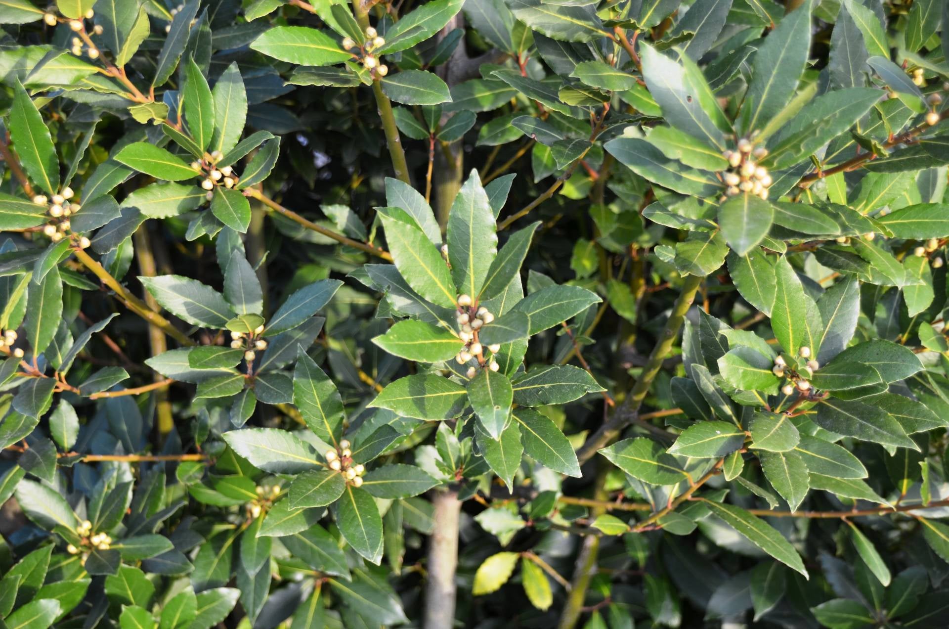 bay-leaves-what-are