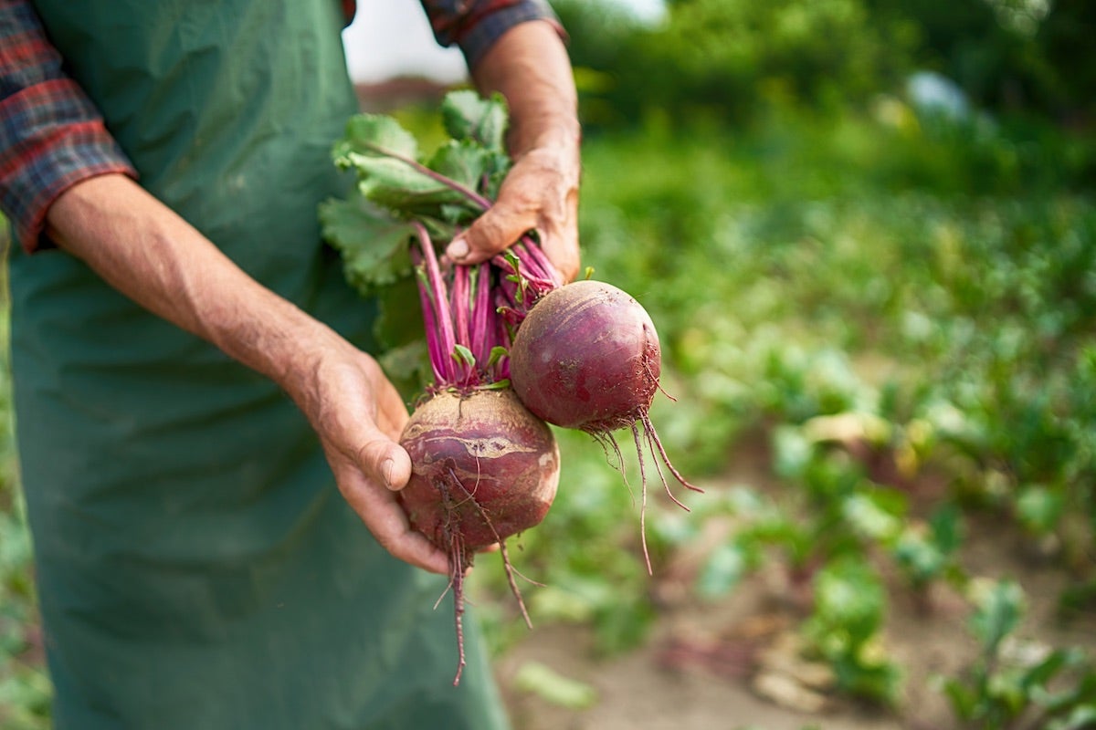 beetroots-what-are