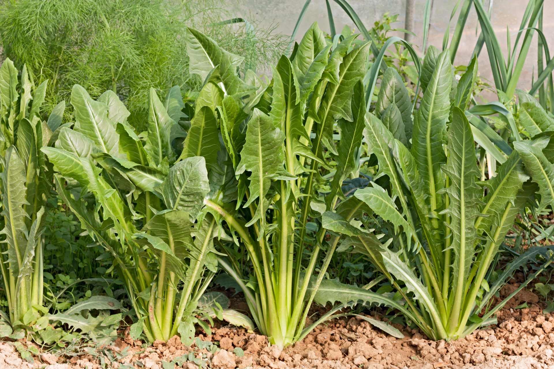 bitter-greens-chicory