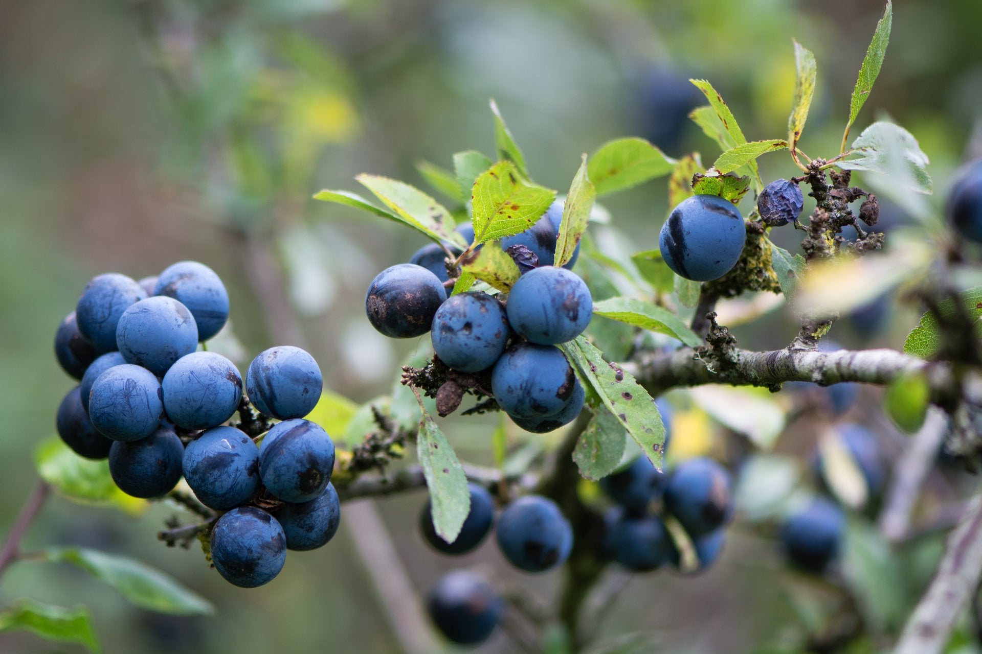 blackthorn-what-is