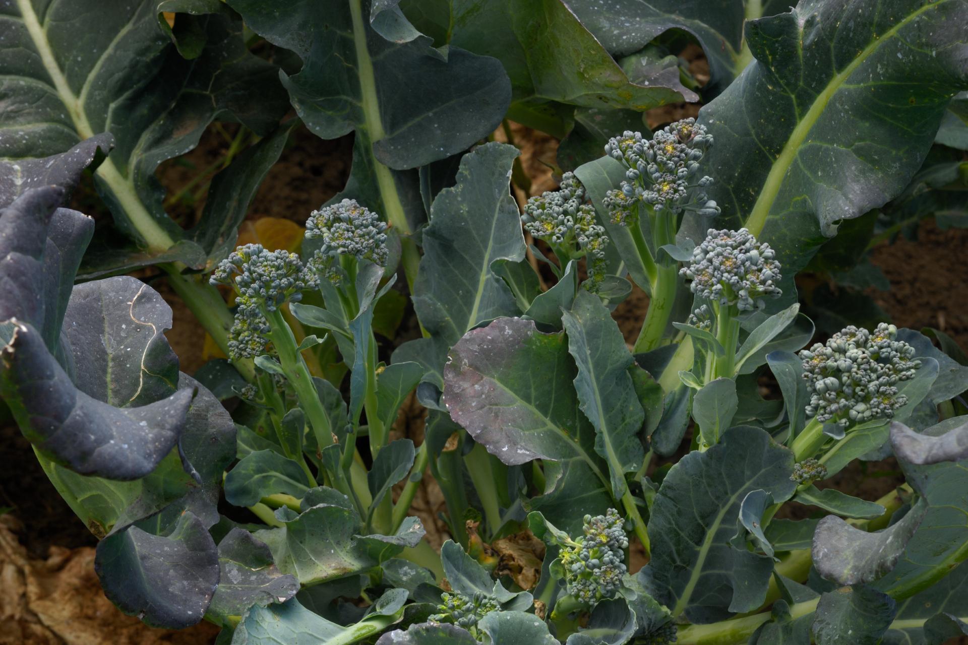 broccolini-what-is