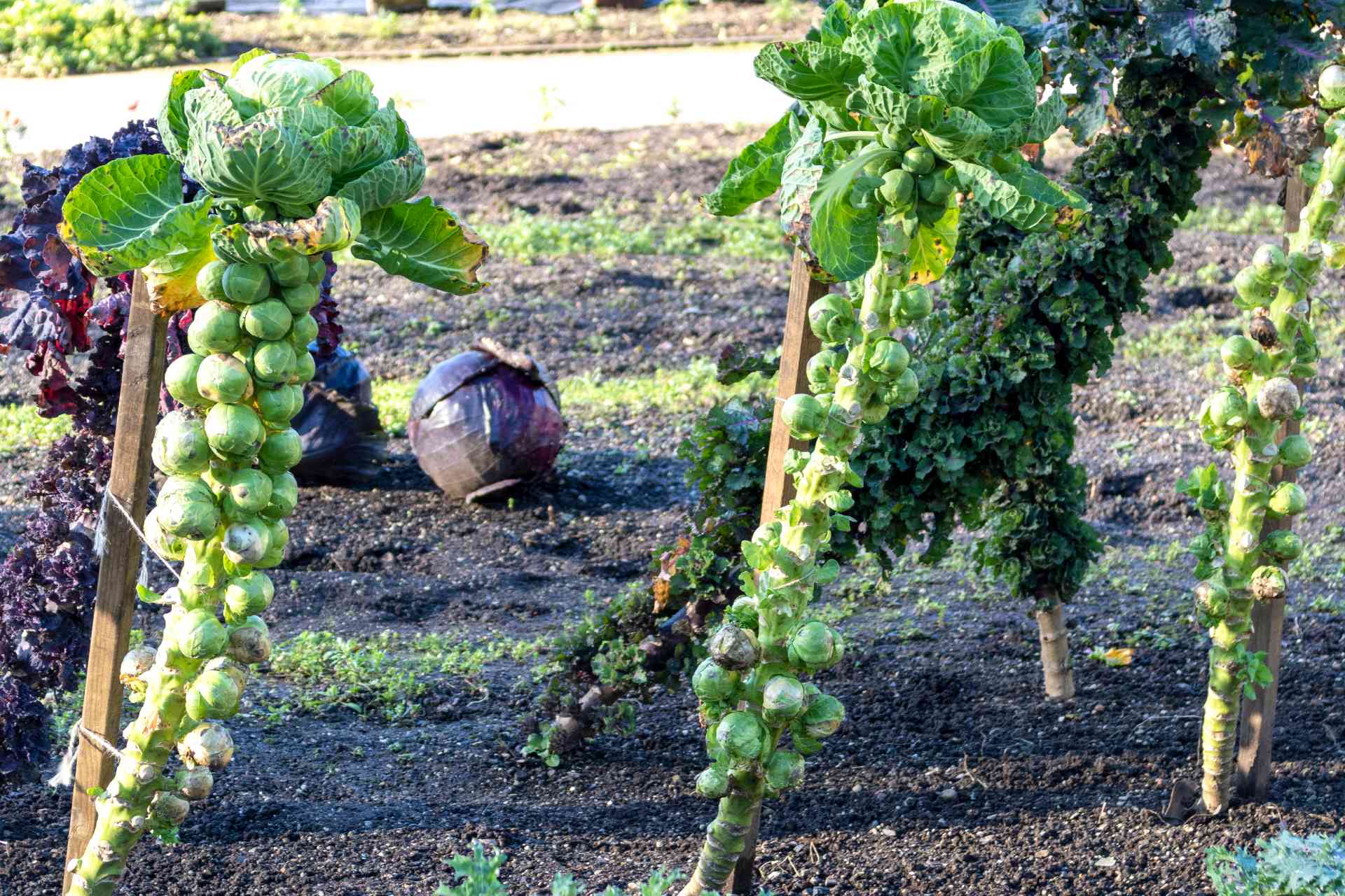 brussels sprout and cabbage plant ©iStock