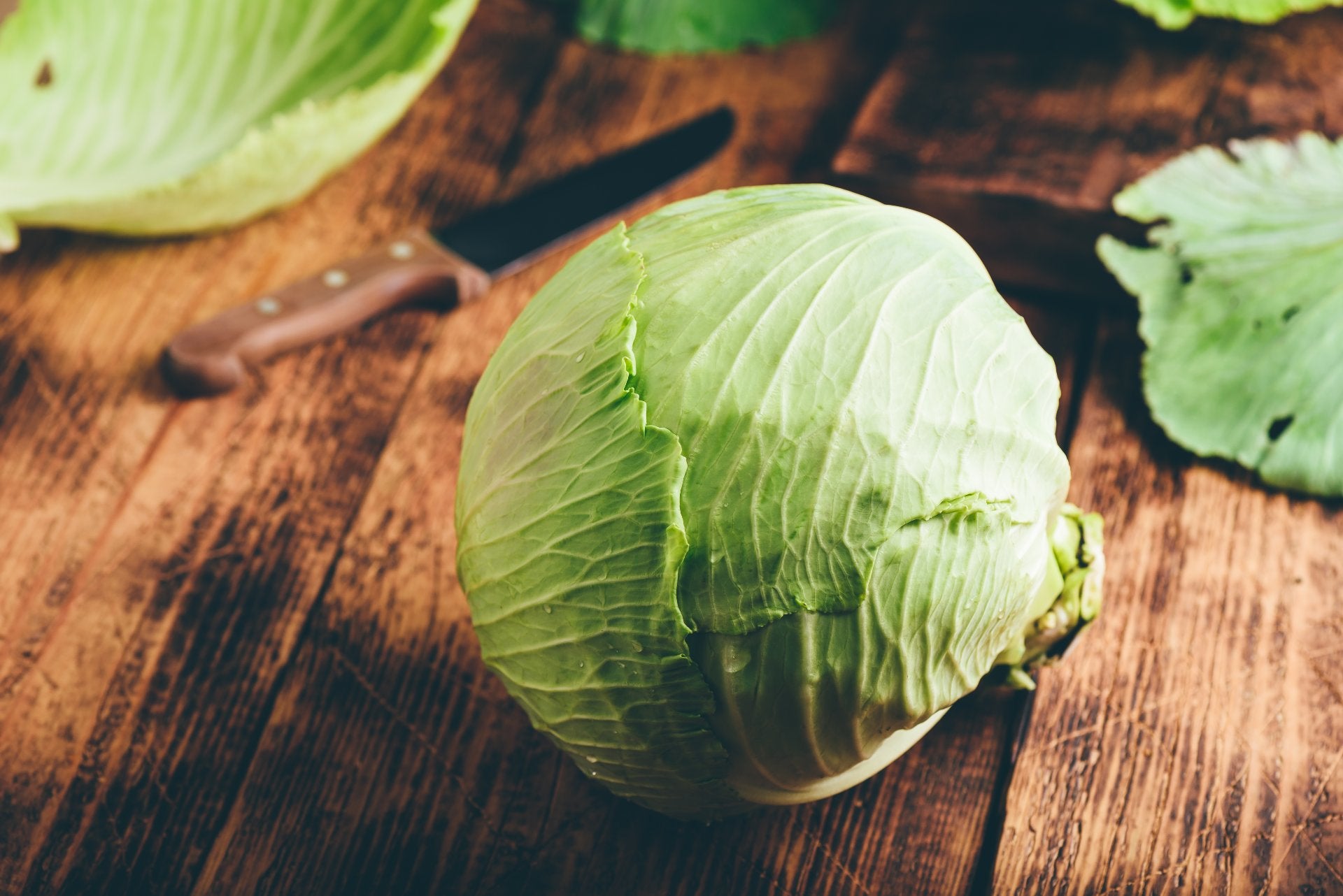 cabbage-varieties-dutch-cabbage