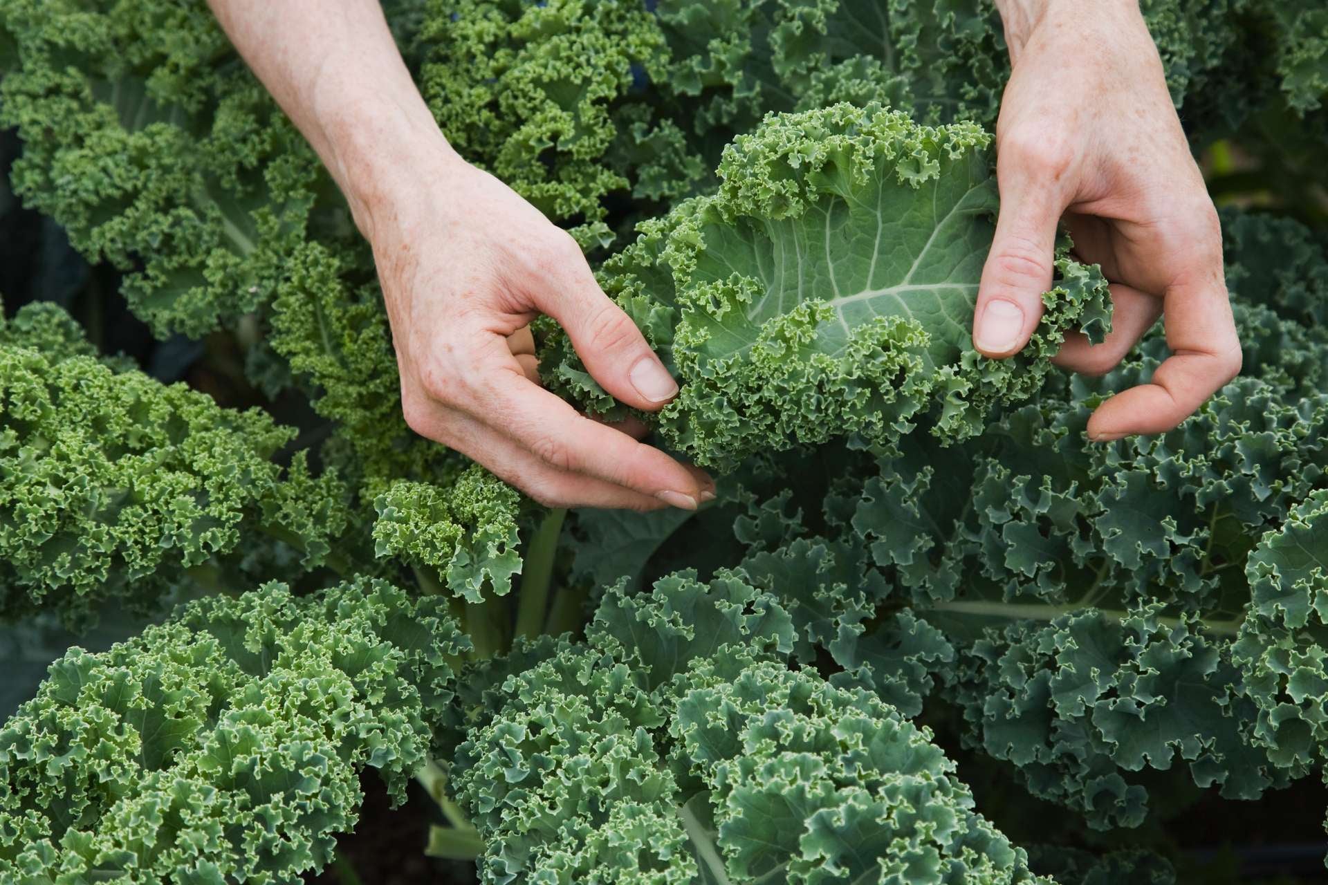 cabbage-varieties-kale
