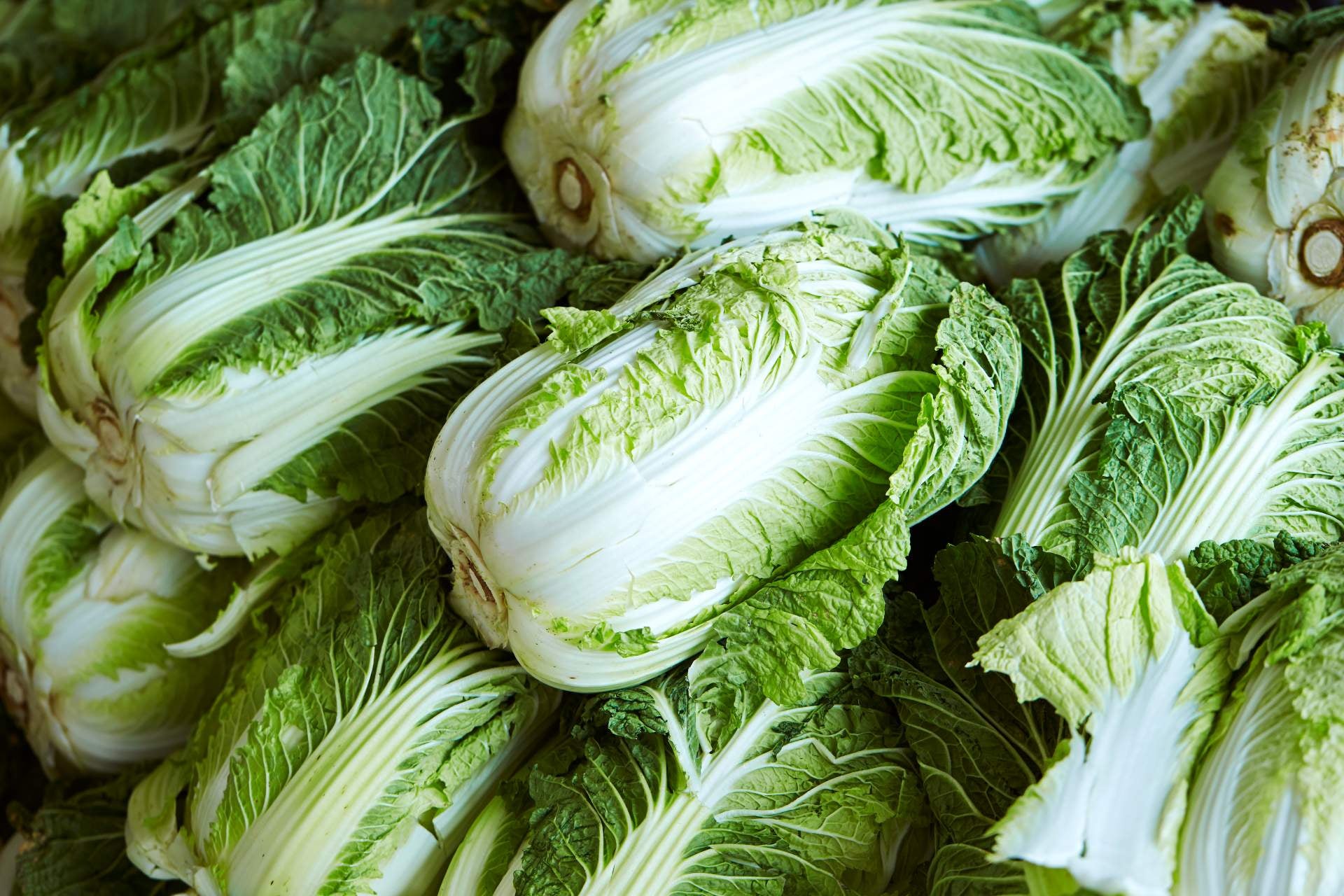 cabbage-varieties-napa-cabbage