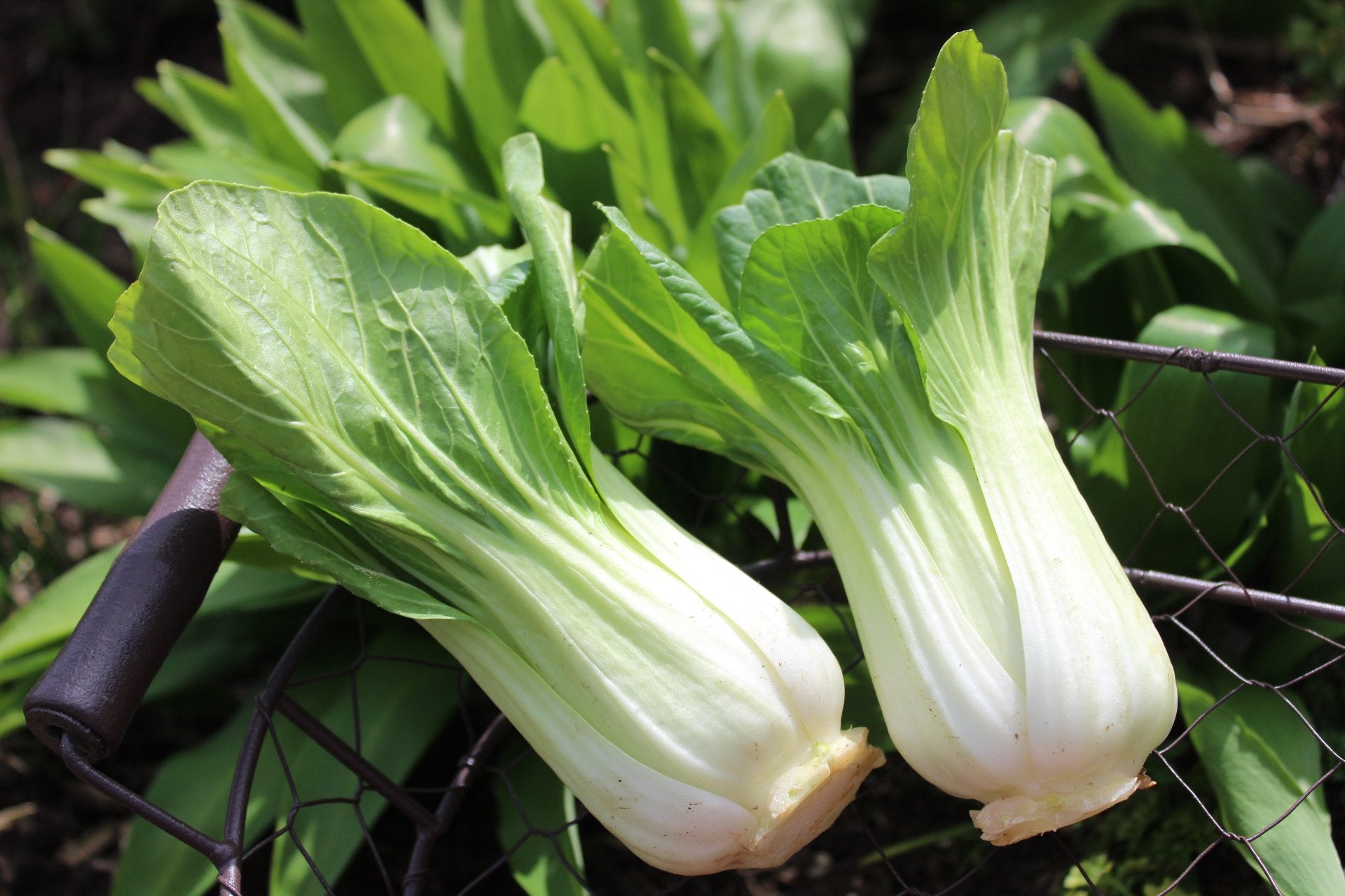 cabbage-varieties-pak-choi