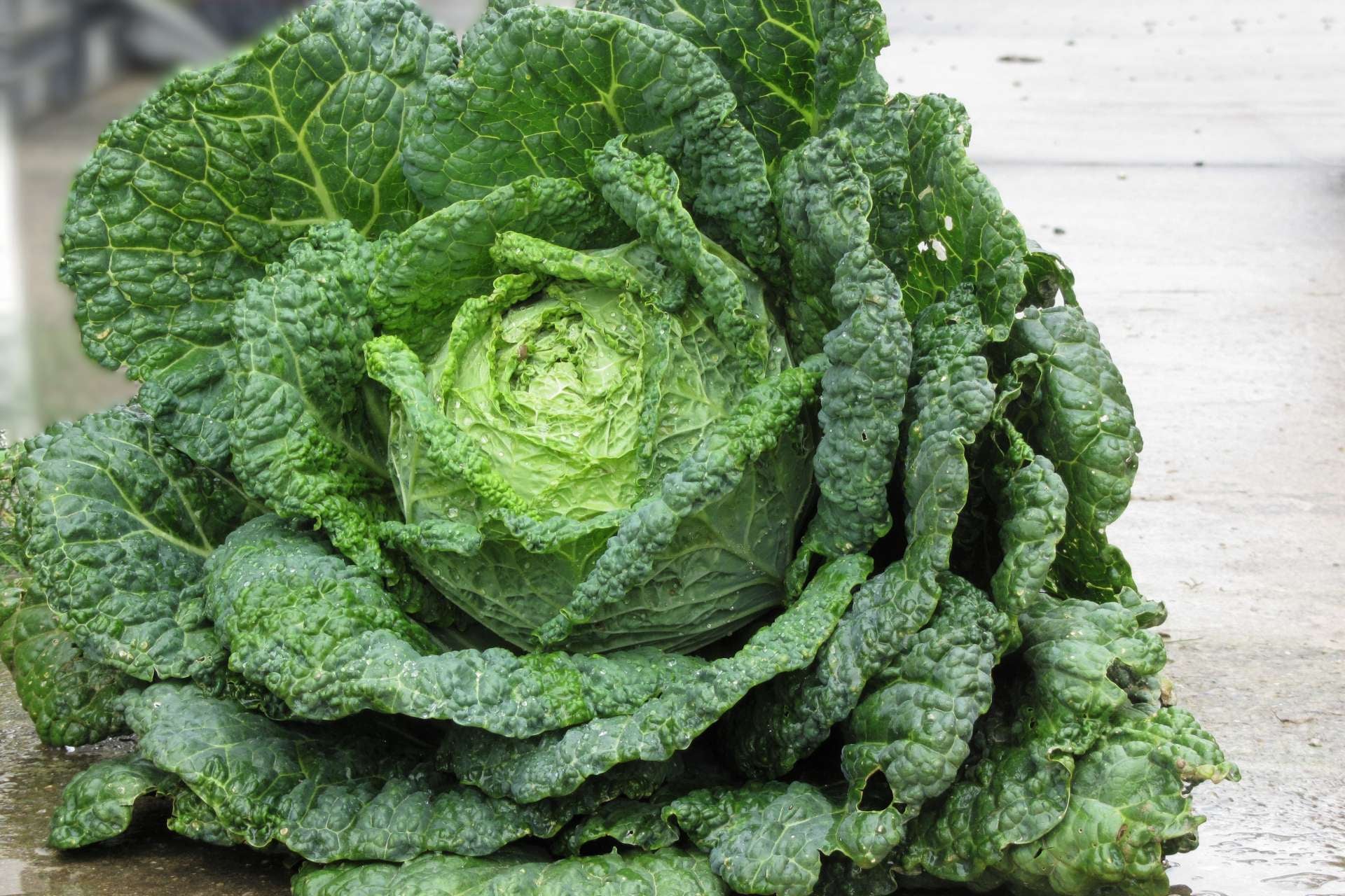 cabbage-varieties-savoy-cabbage