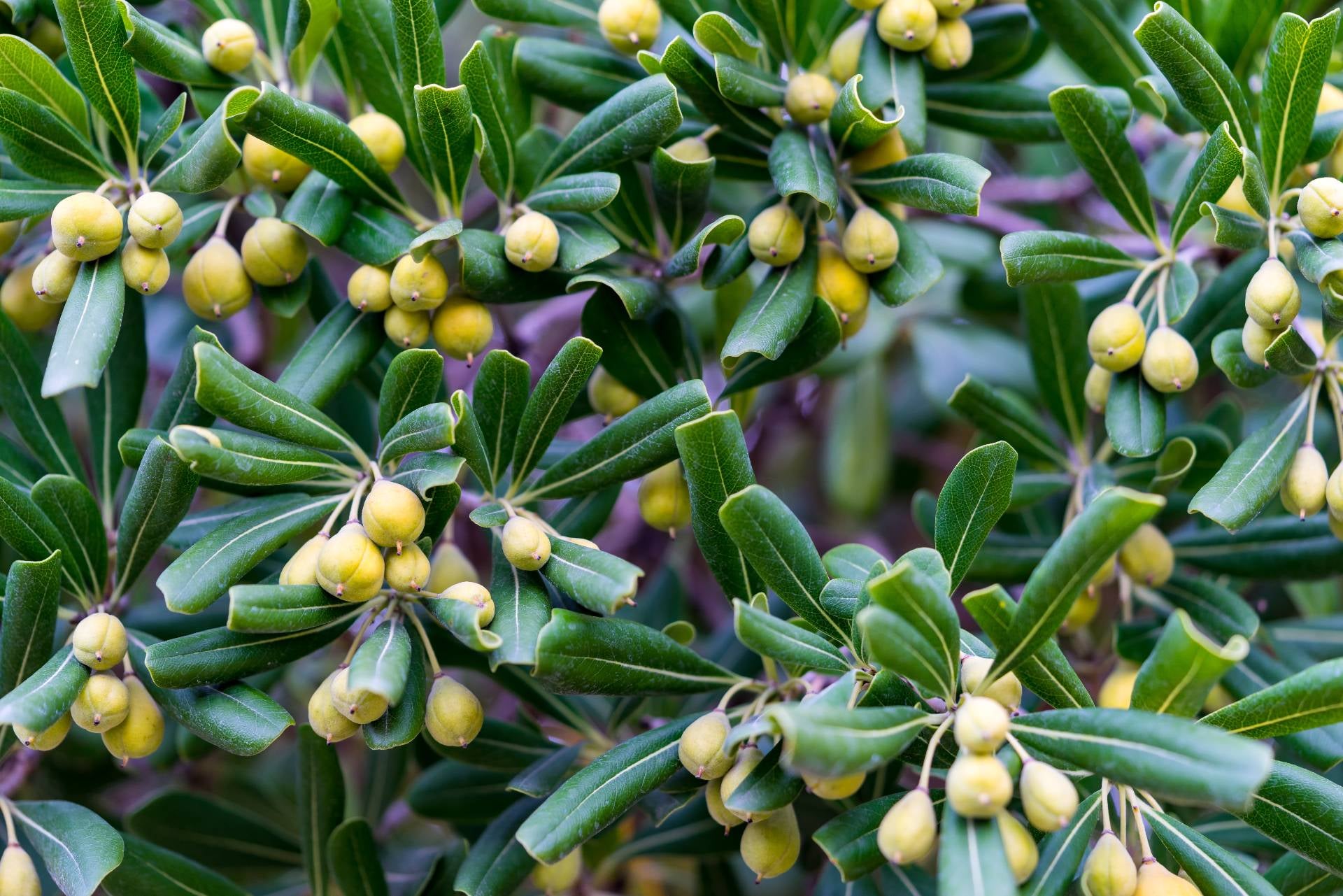capers-what-are
