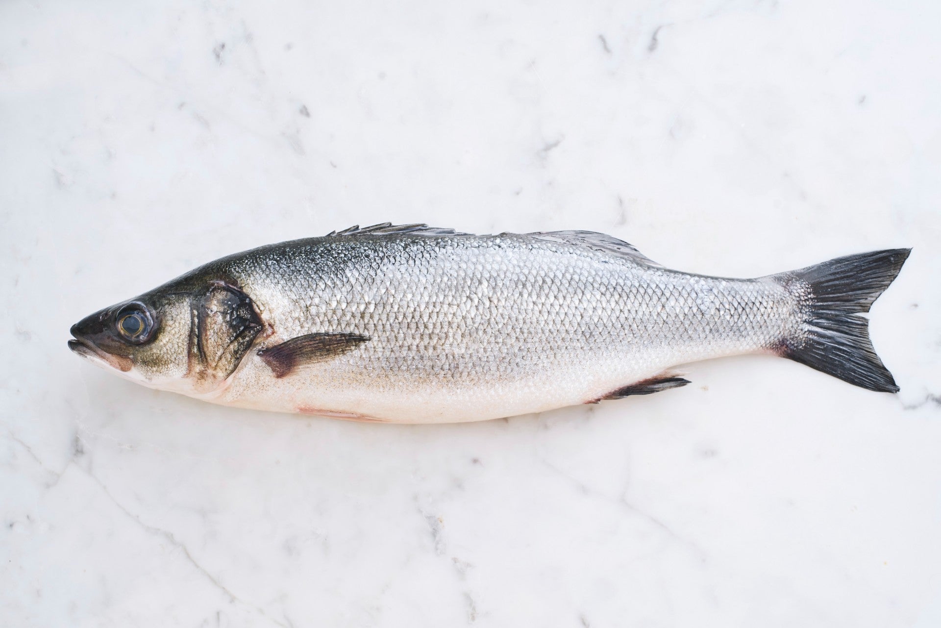 chilean-sea-bass-so-famous