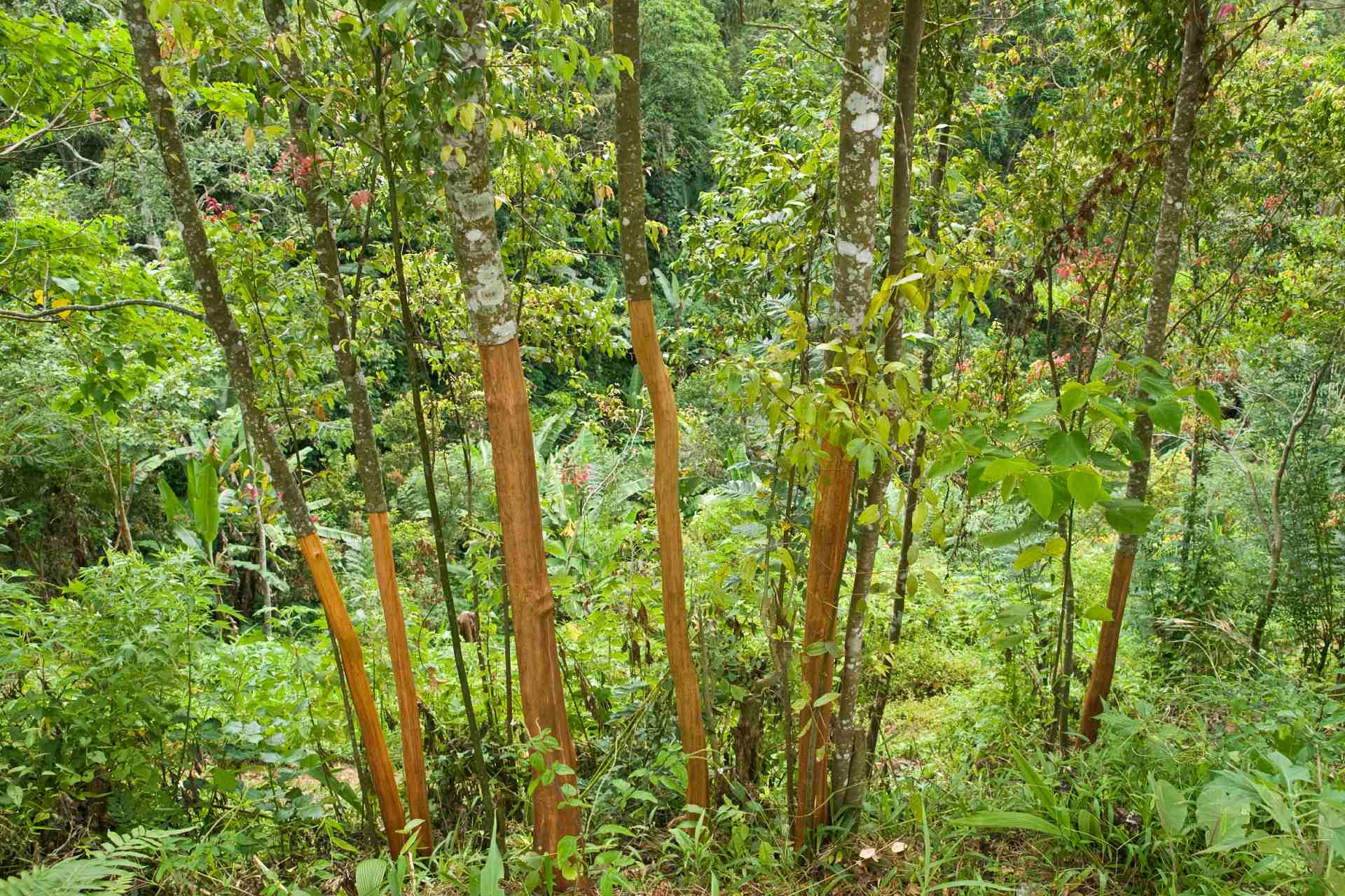 cinnamon tree©iStock