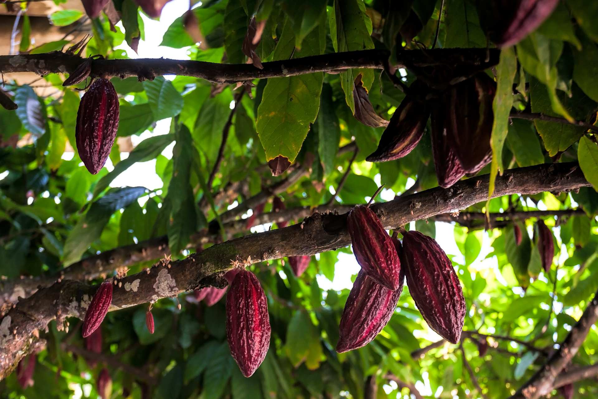 cocoa plant ©iStock