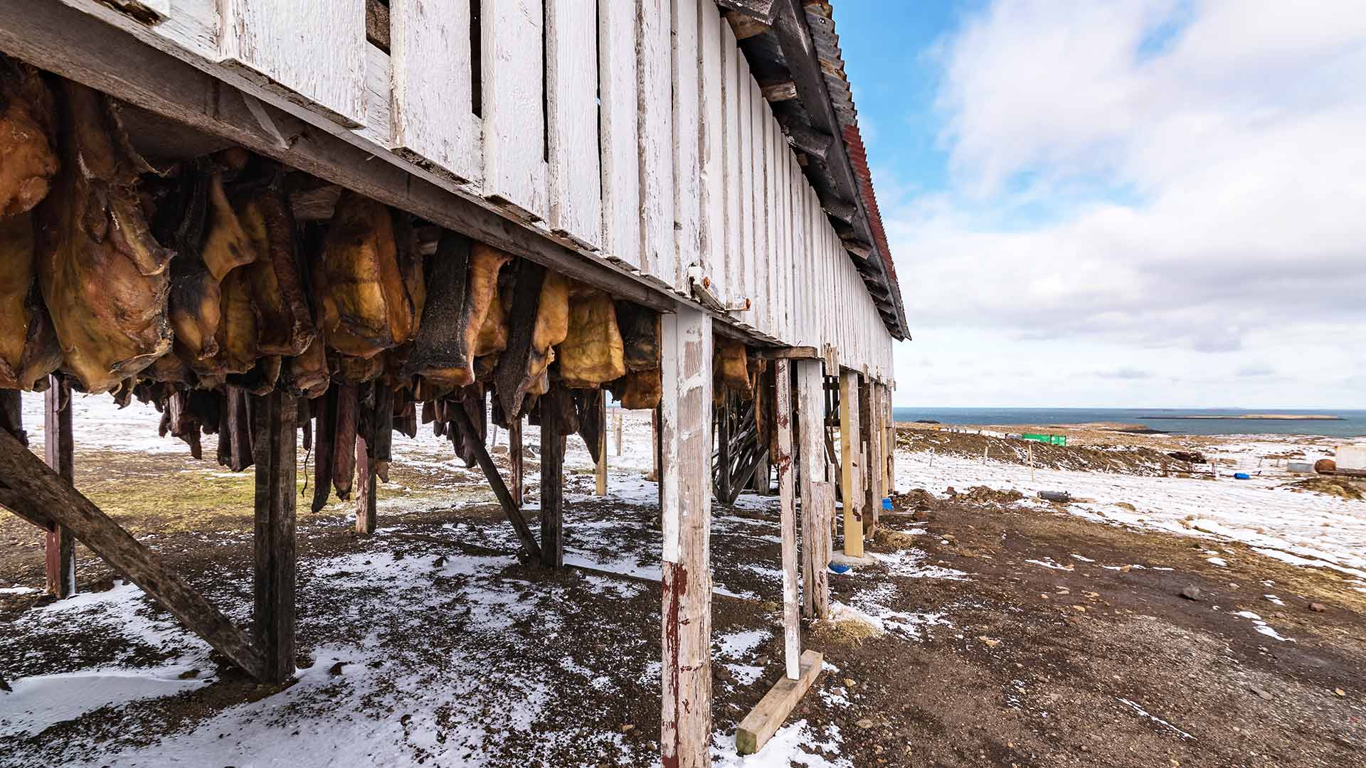 Fermented shark hanged