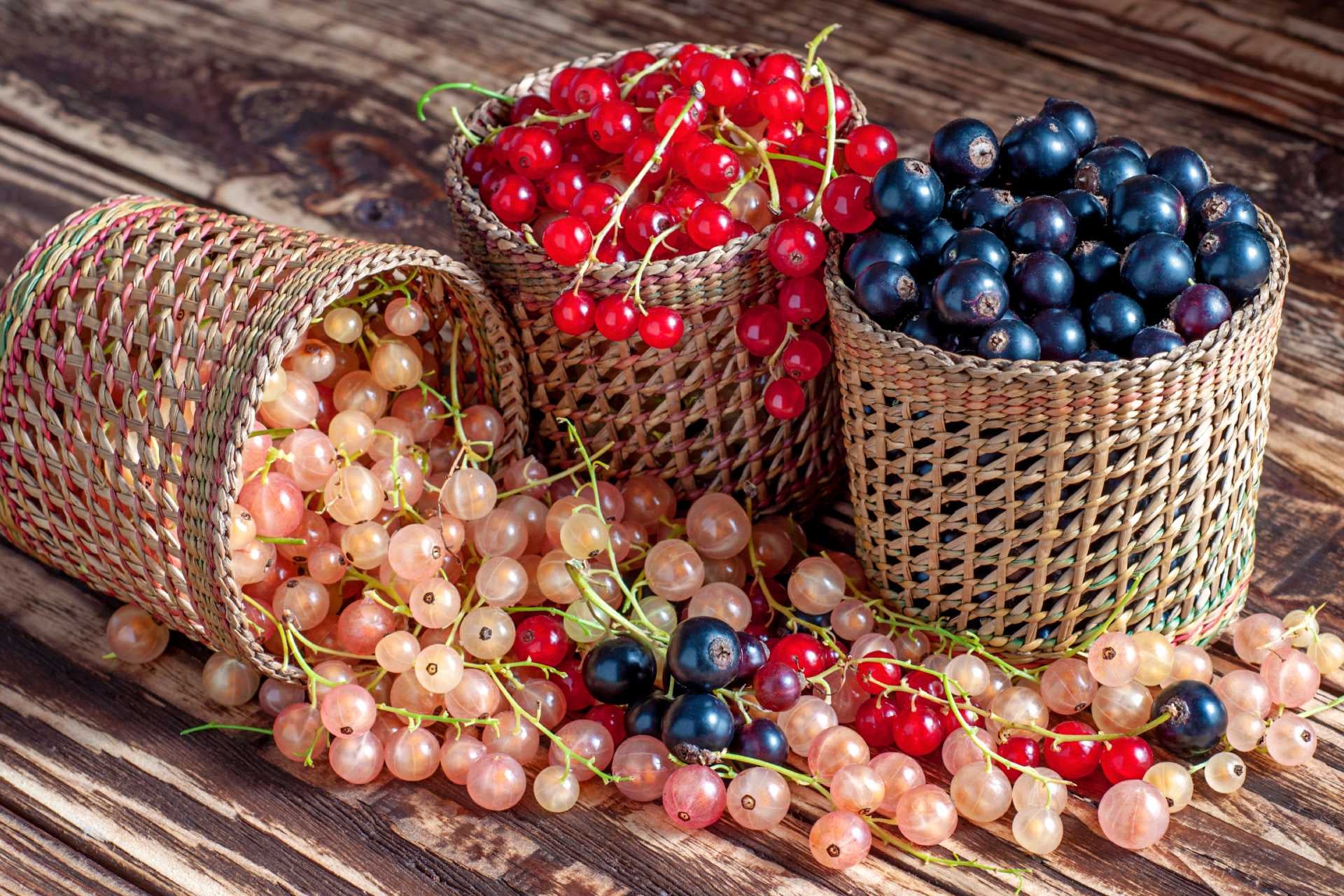 currants-varieties