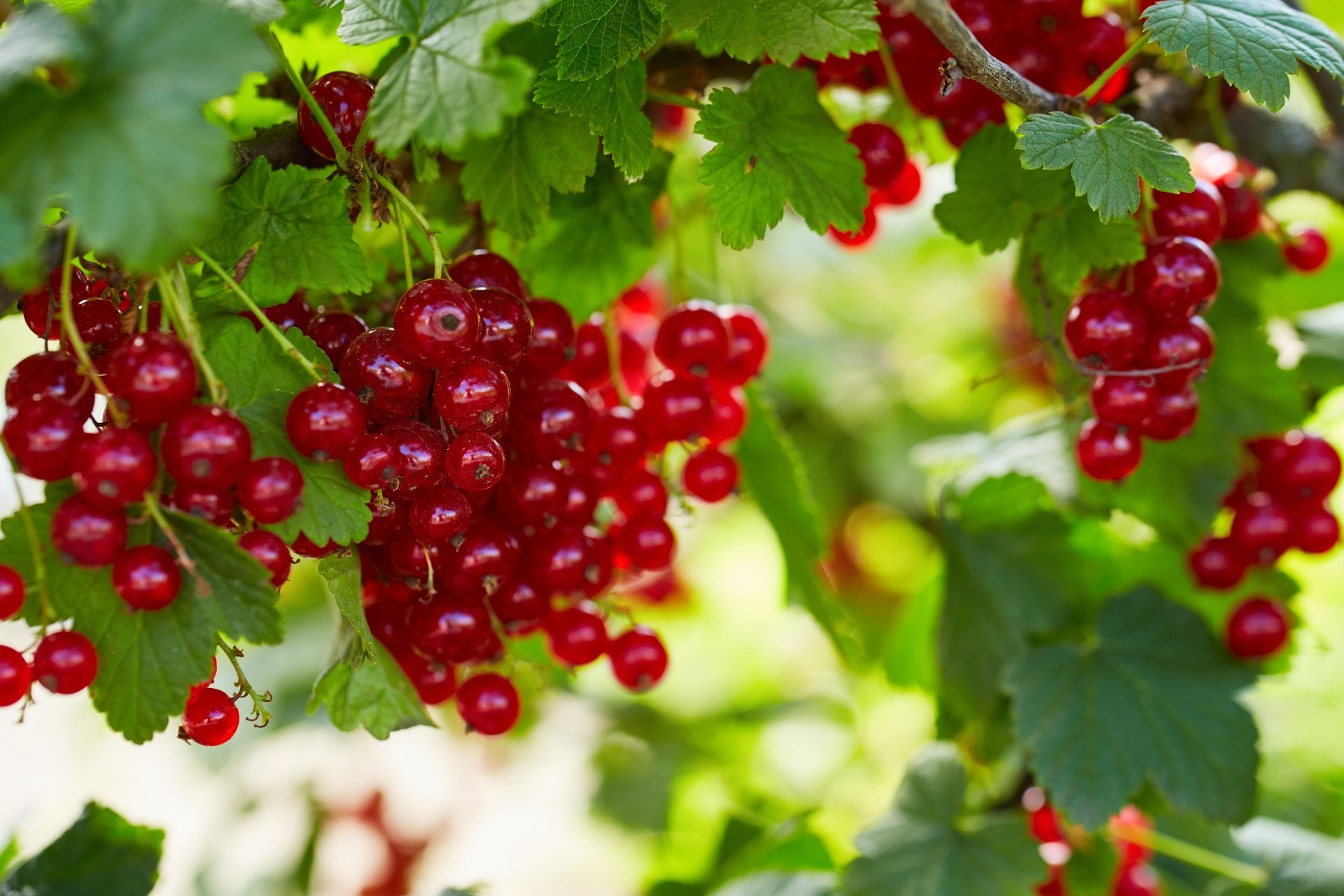currants-what-are