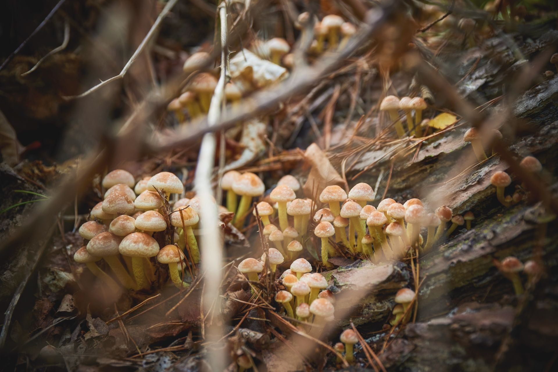 enoki-mushrooms-what-are