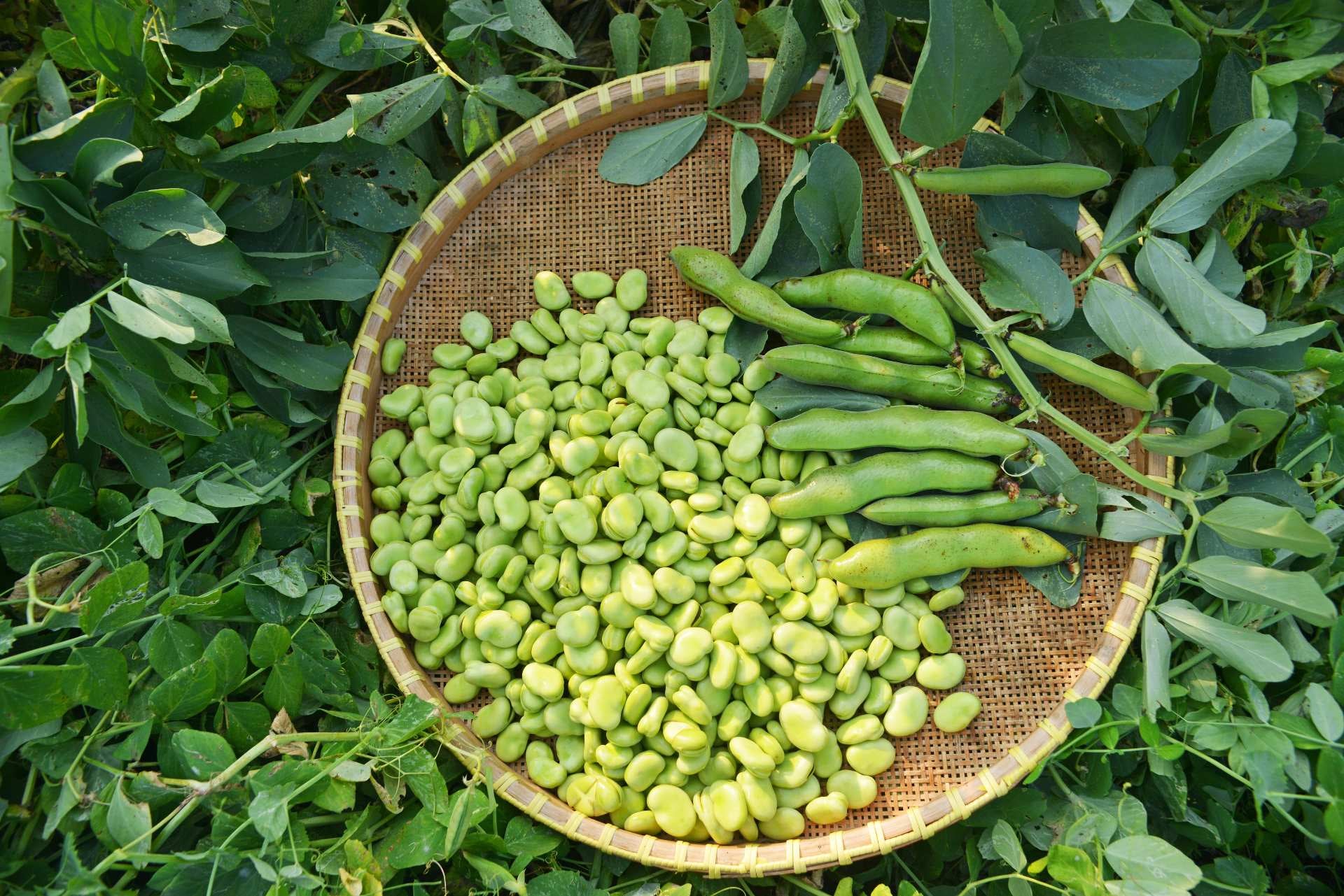 fava-beans-what-are