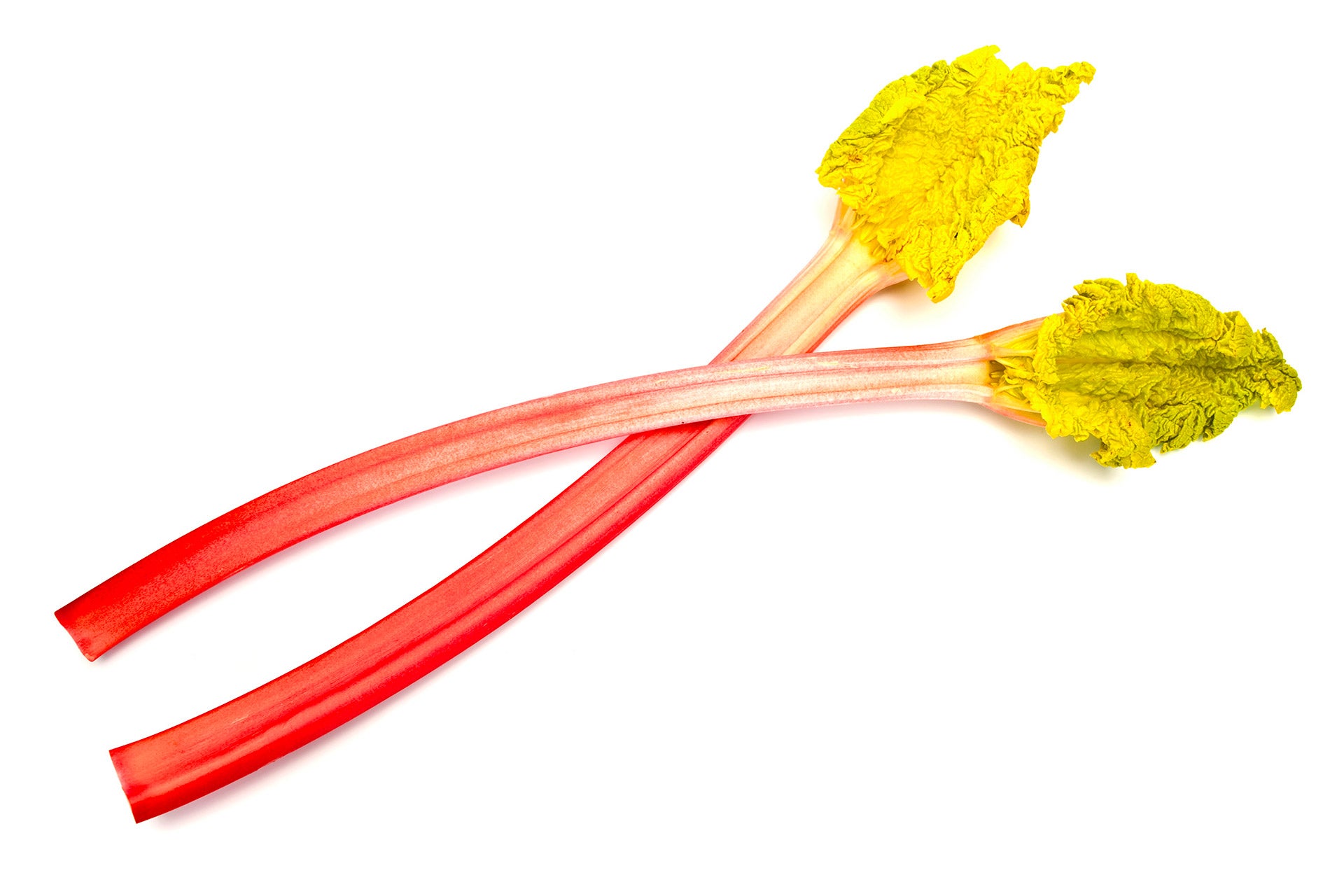 Forced Rhubarb
