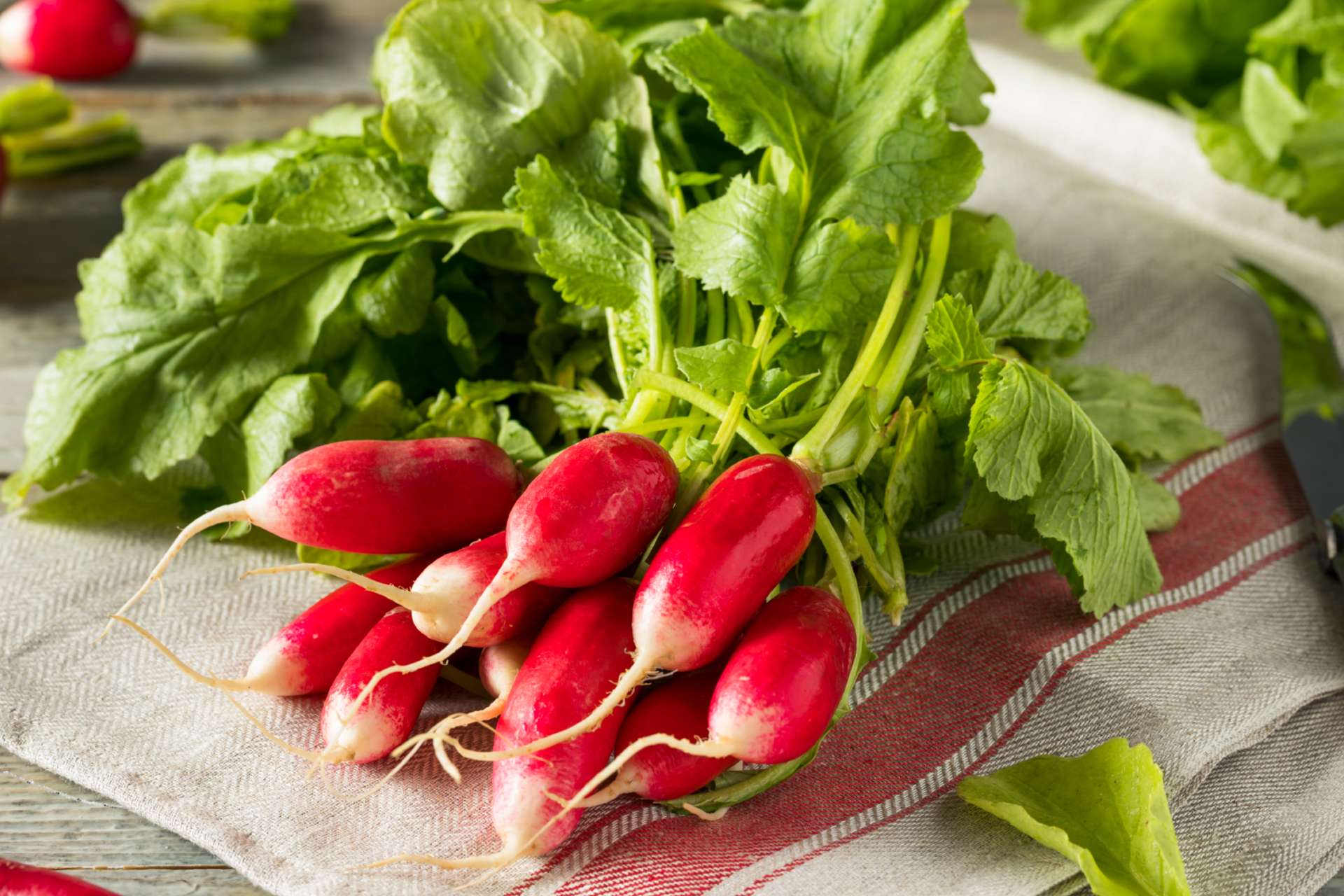 french breakfast radish ©iStock