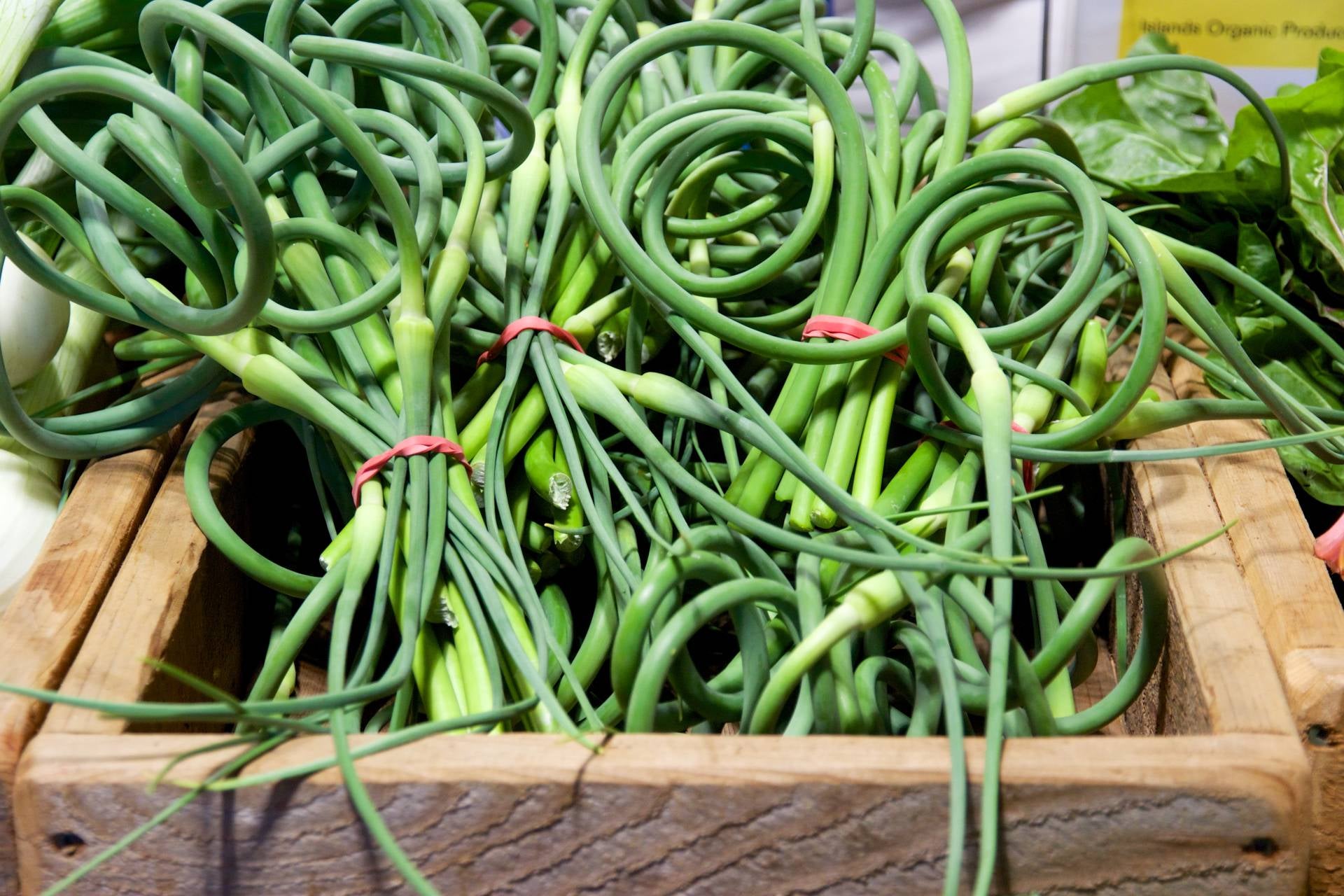 garlic-scapes-properties
