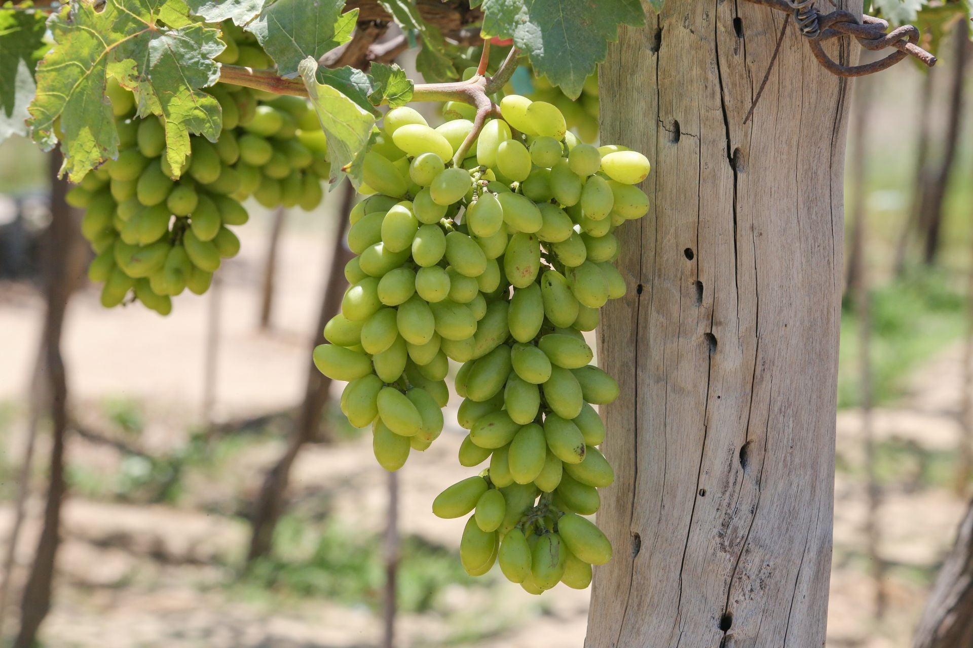 grapes-varieties-centennial