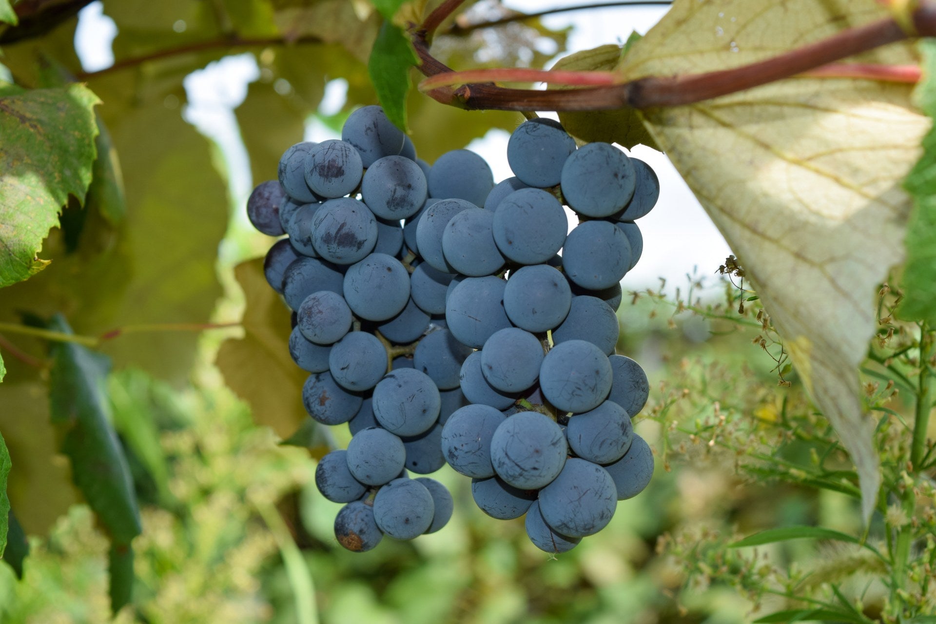 grapes-varieties-concord