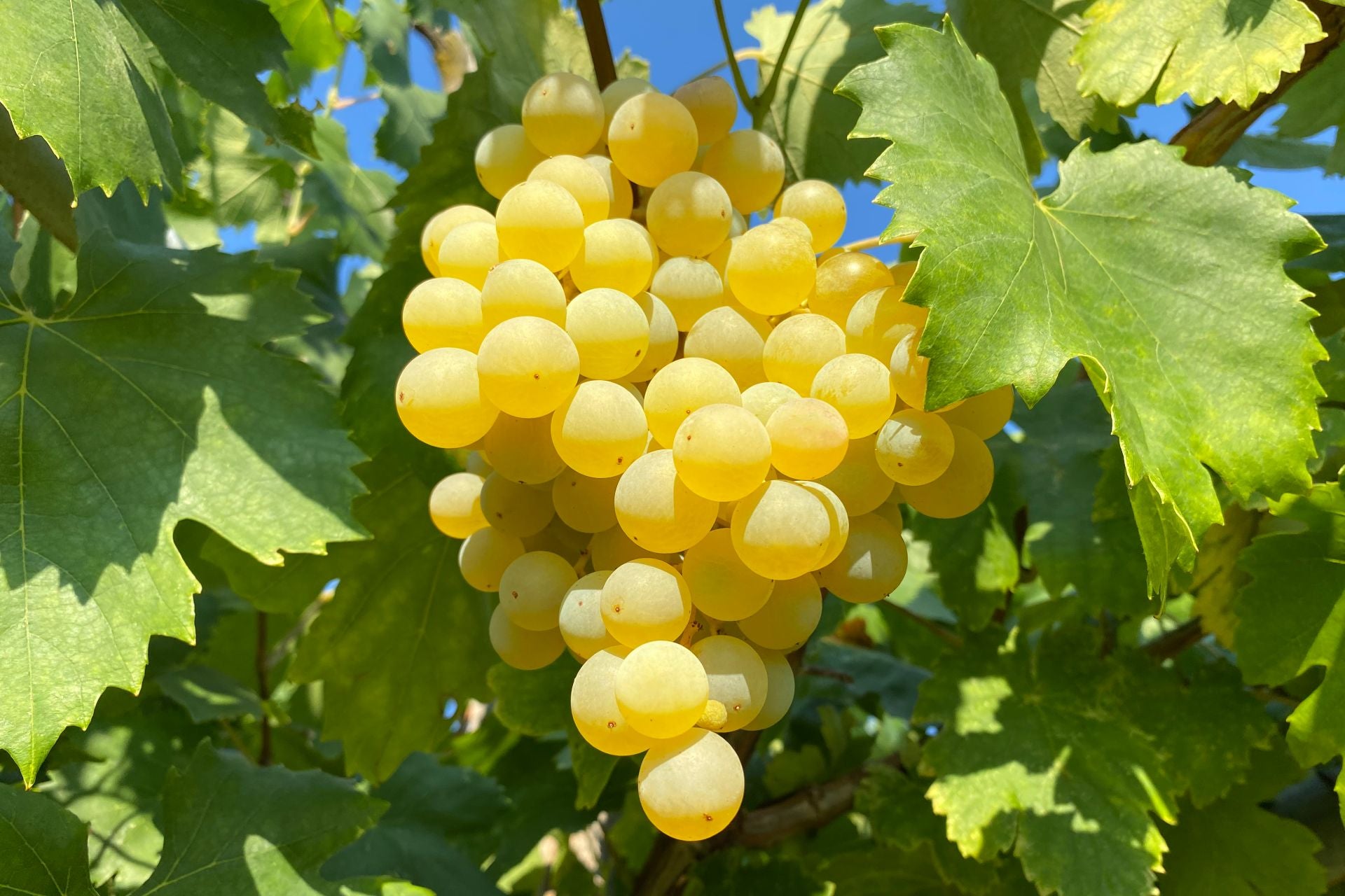 grapes-varieties-dominga