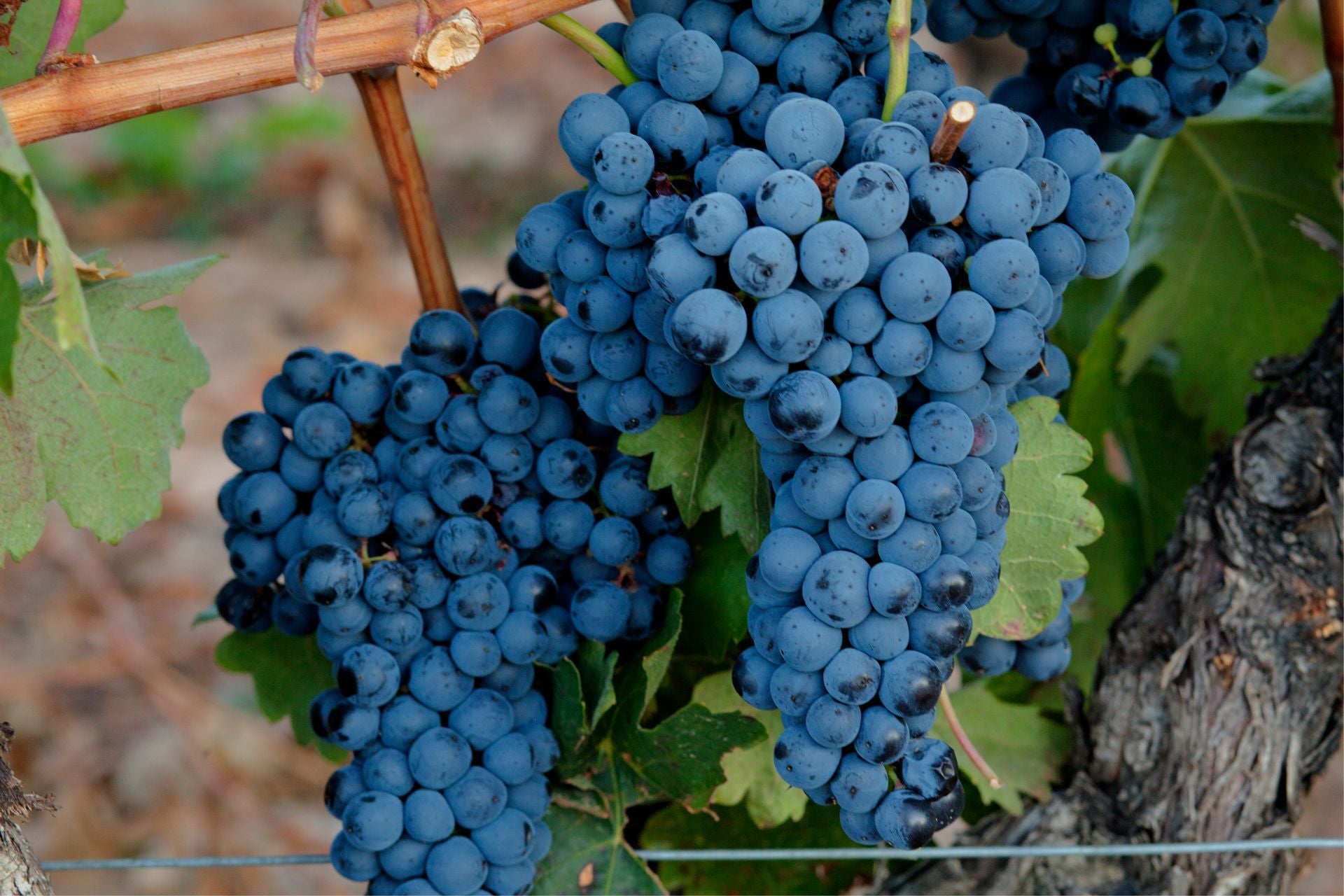 grapes-varieties-tempranillo