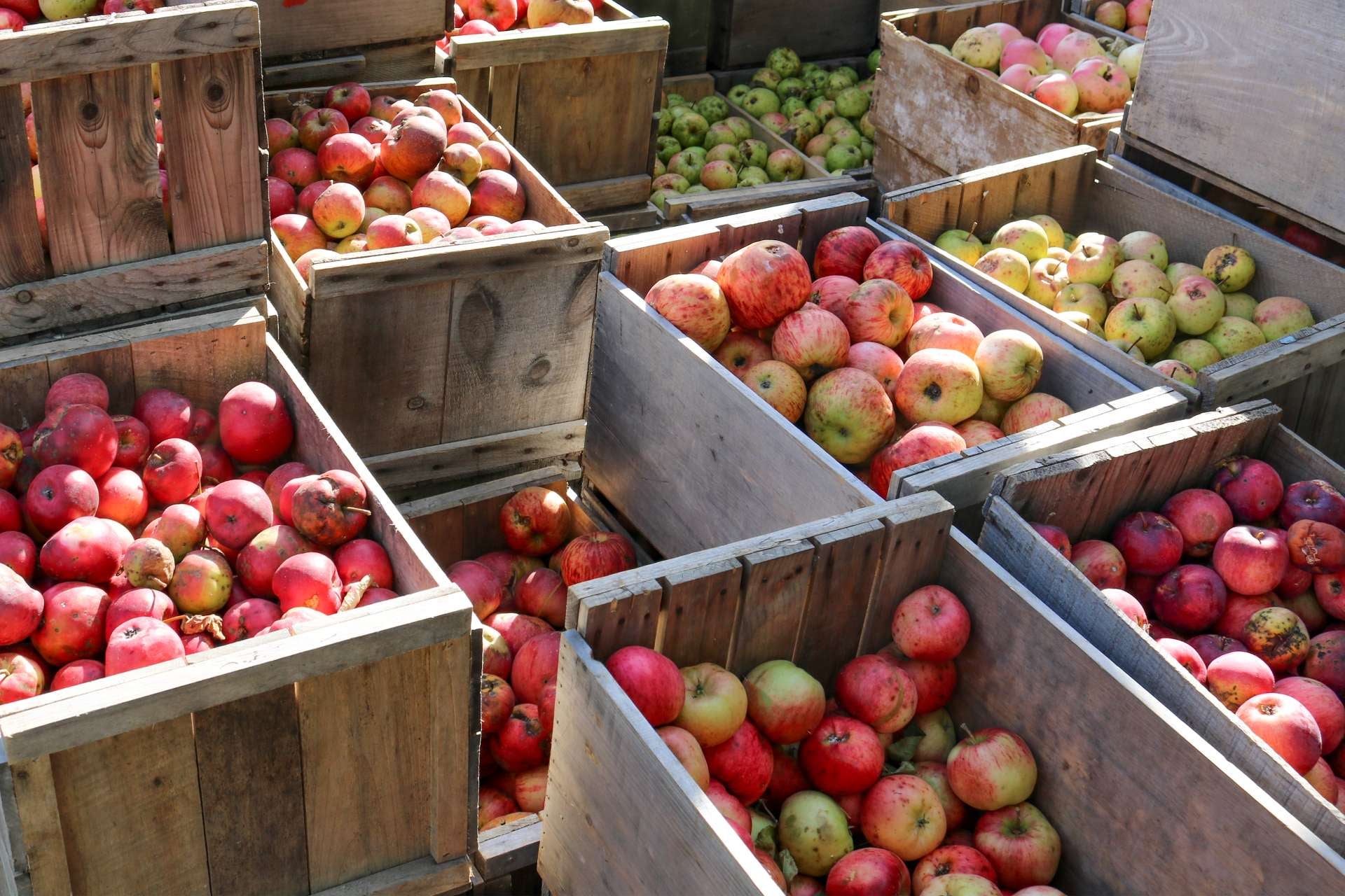 harvest-apples-how-store