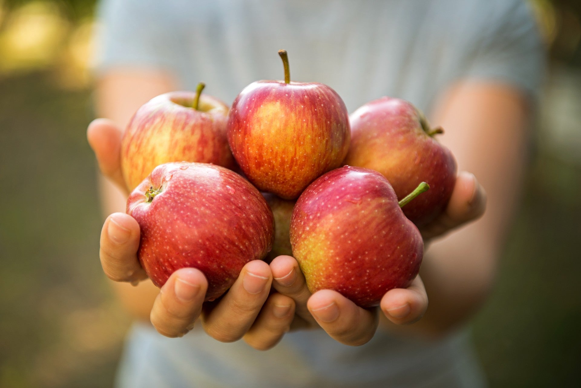 harvest-apples-ready-to-be-picked
